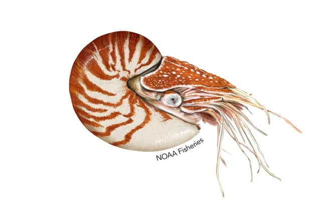 Chambered Nautilus