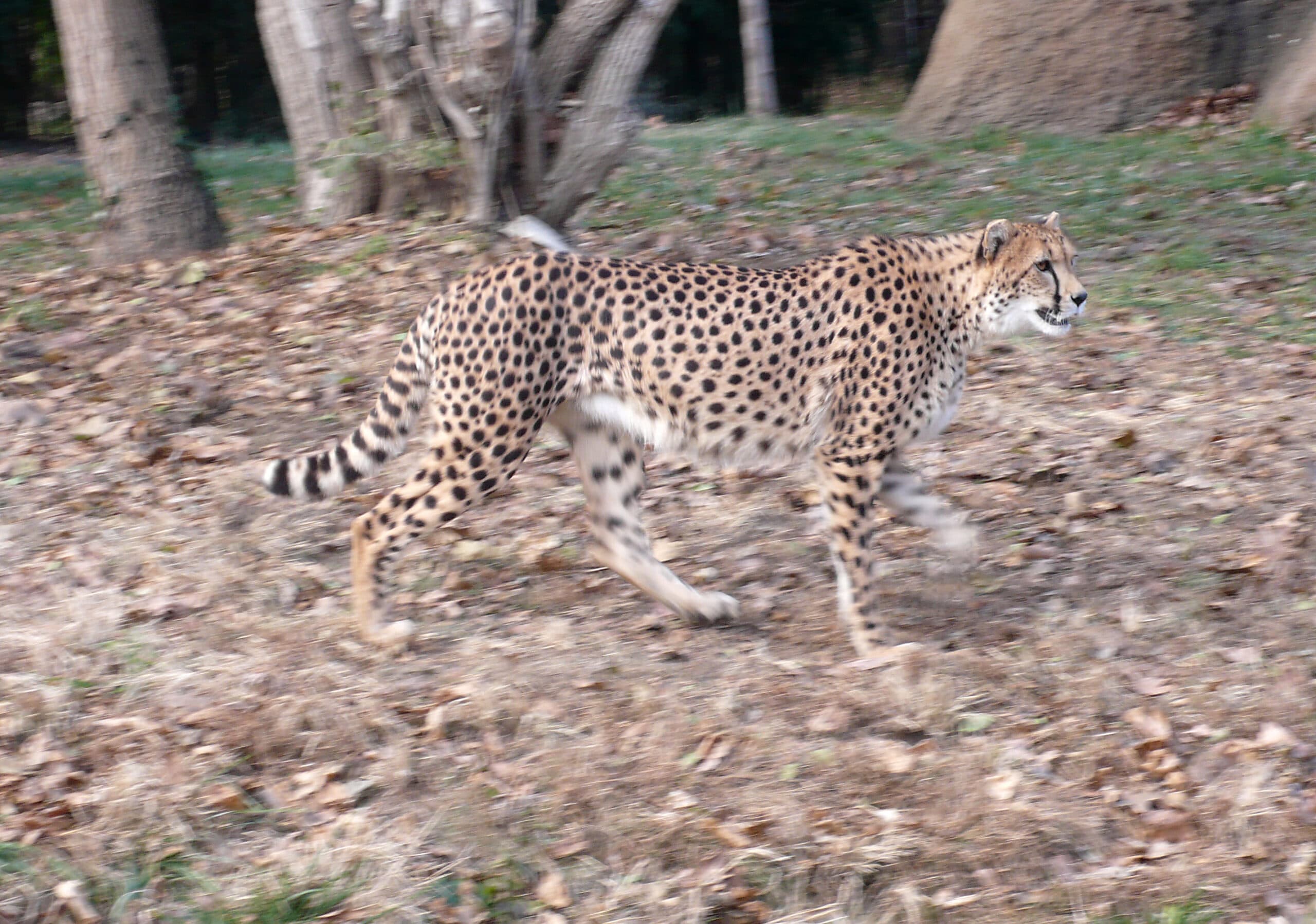 Cheetah