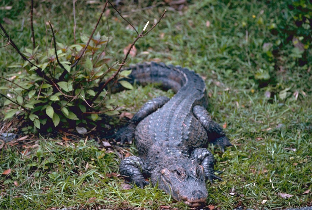 Chinese alligator showing its broad snout and armored back
