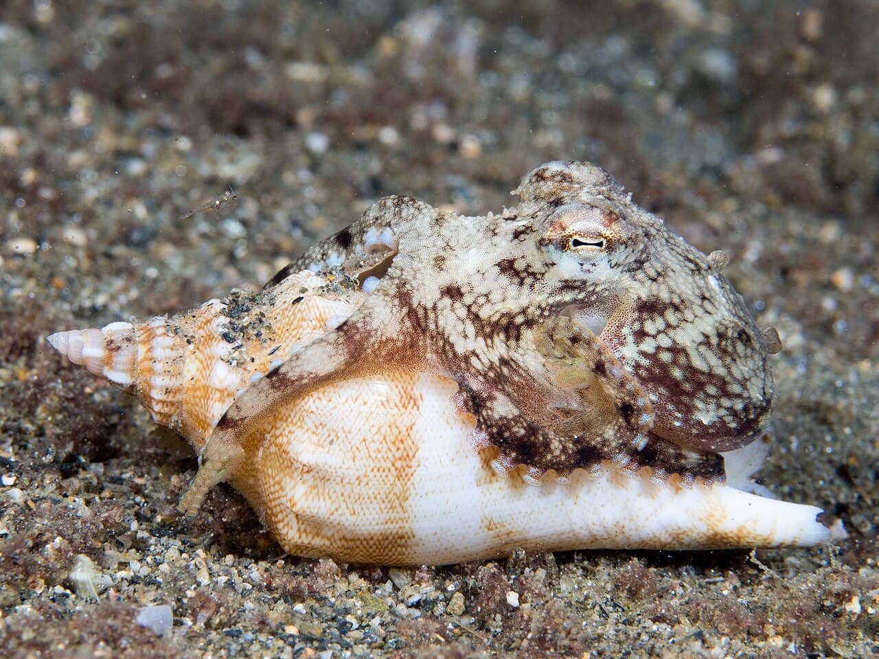 Coconut Octopus
