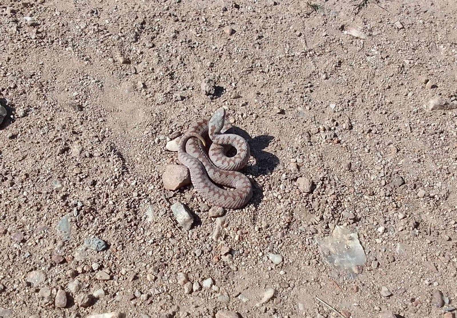 Common European Adder