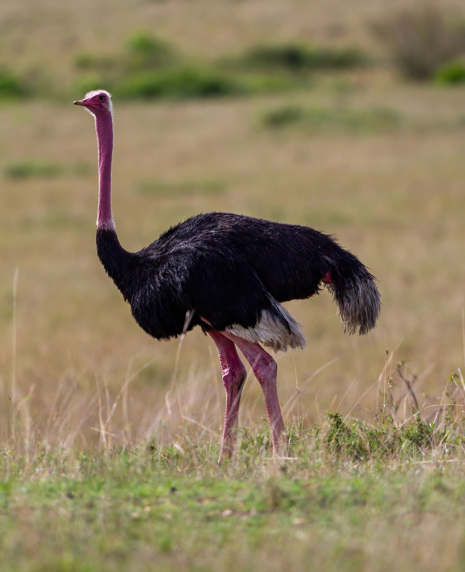 Common Ostrich