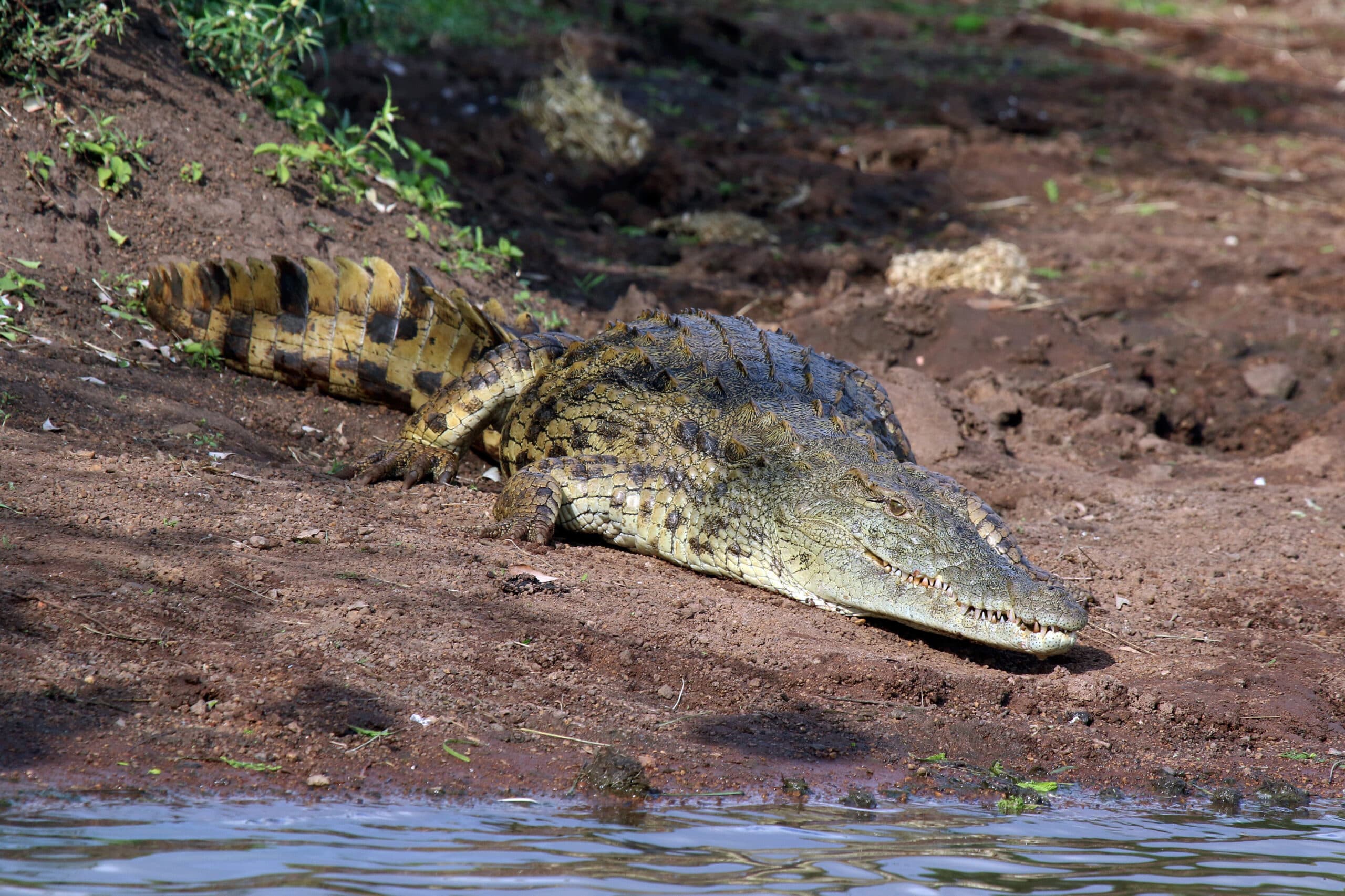 Crocodile
