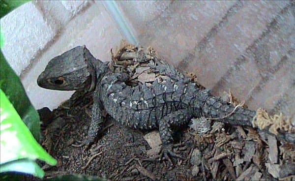 Red-Eyed Crocodile Skink