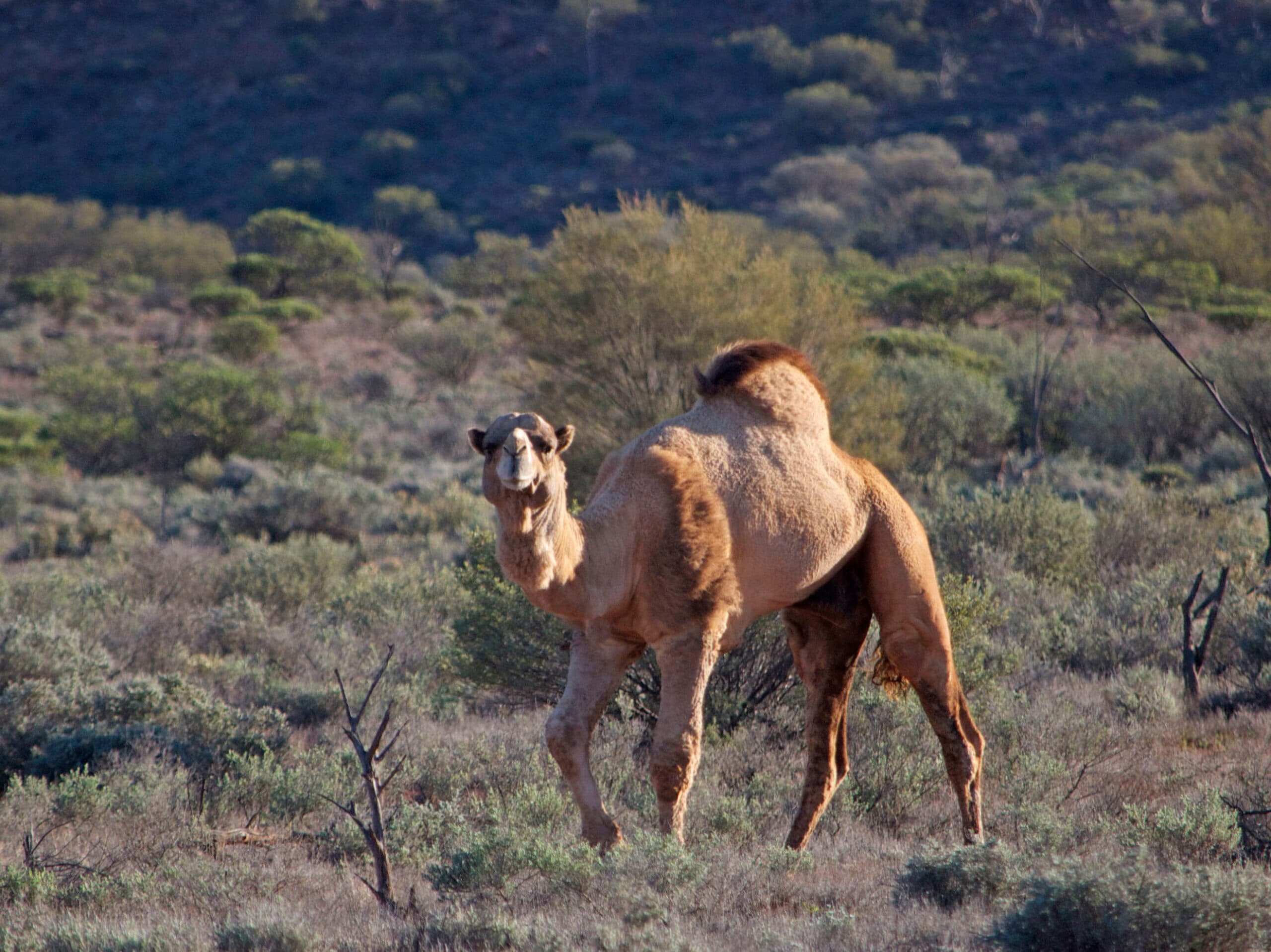 Dromedary Camel