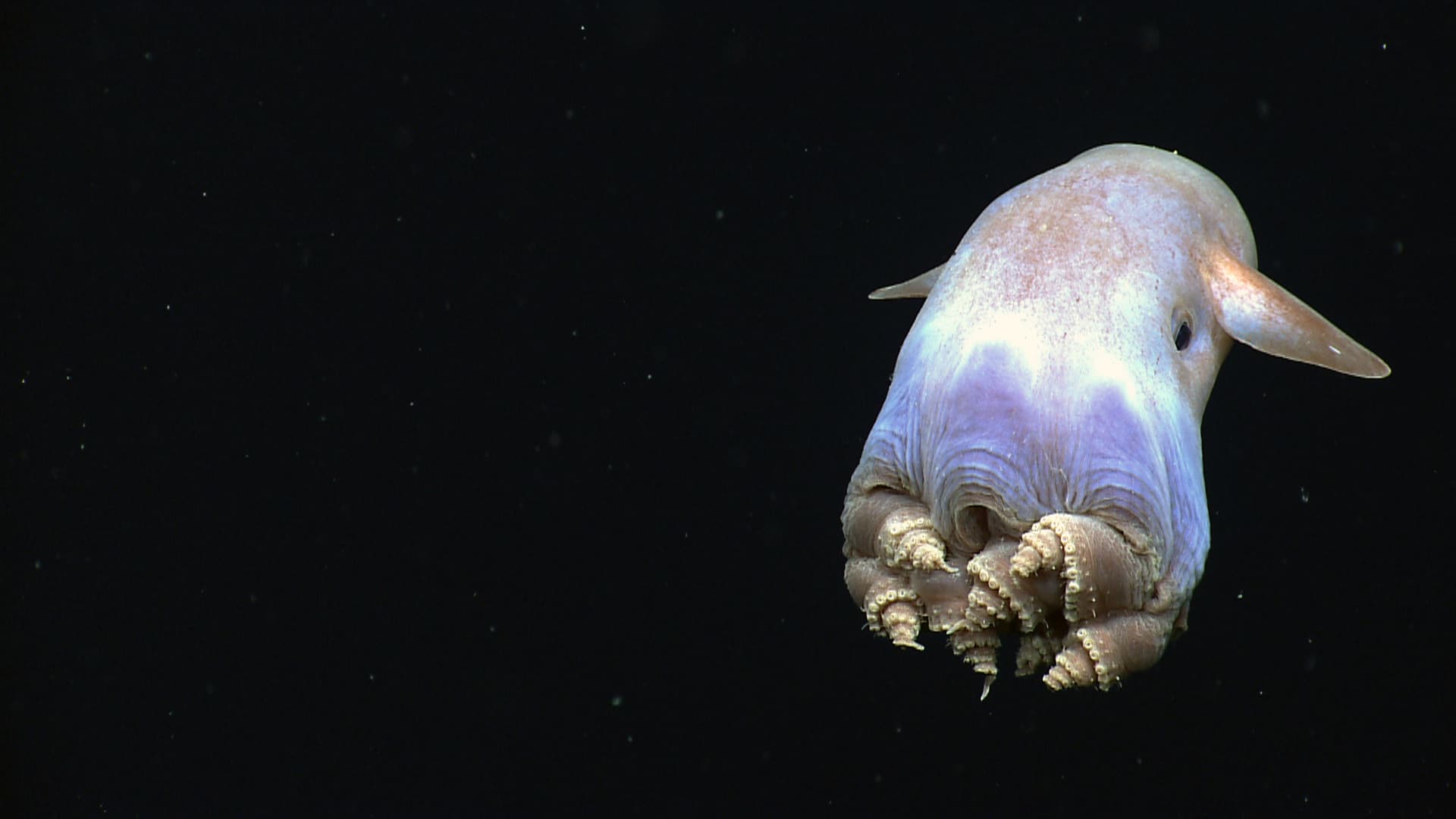 Dumbo Octopus