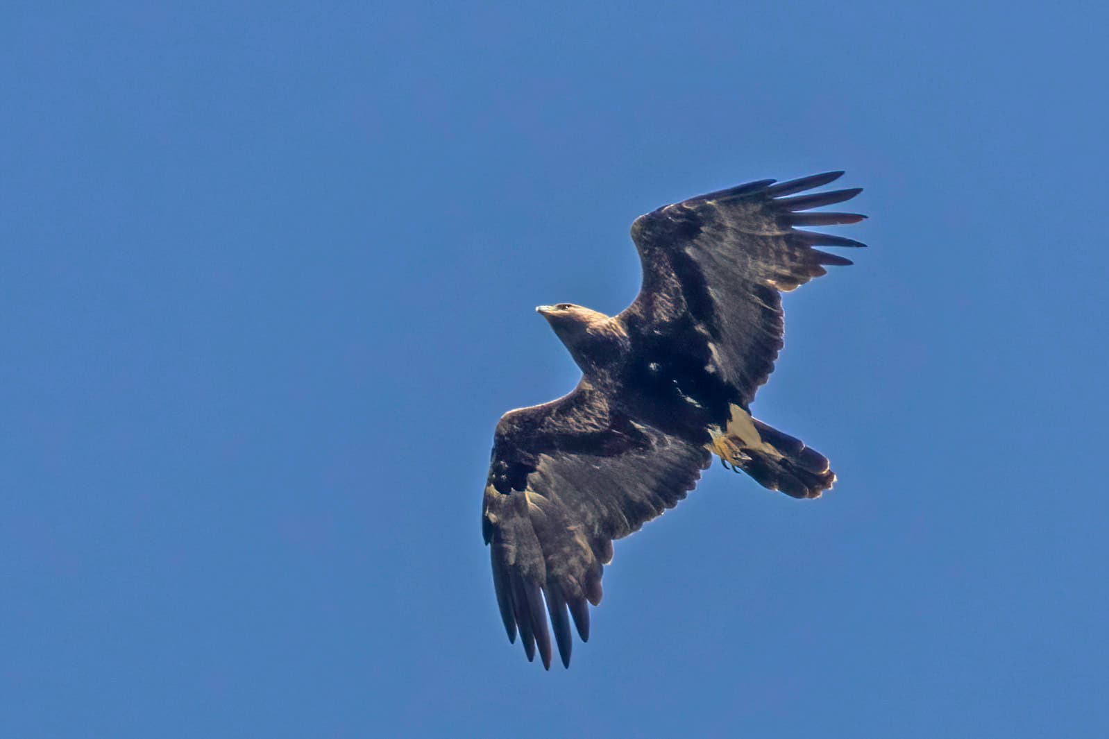Eagle