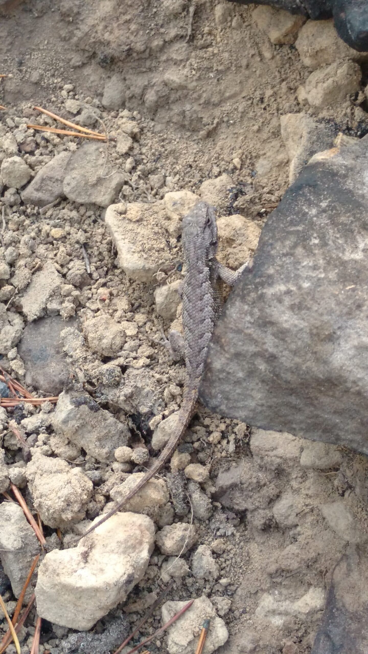 Eastern Fence Lizard