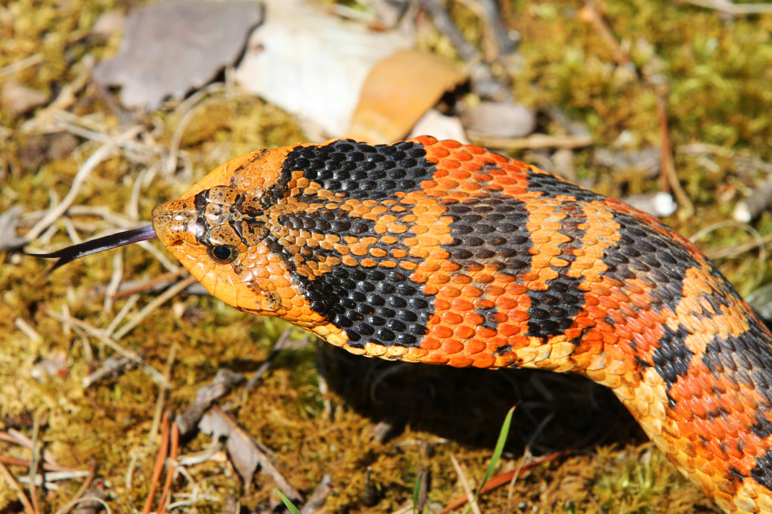 Eastern Hognose Snake