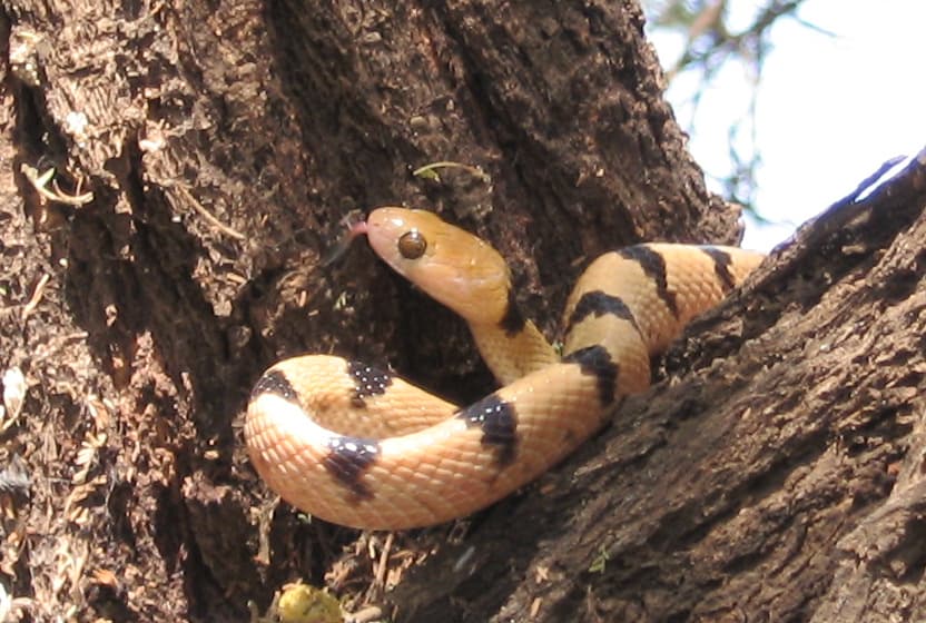 Eastern Tiger Snake