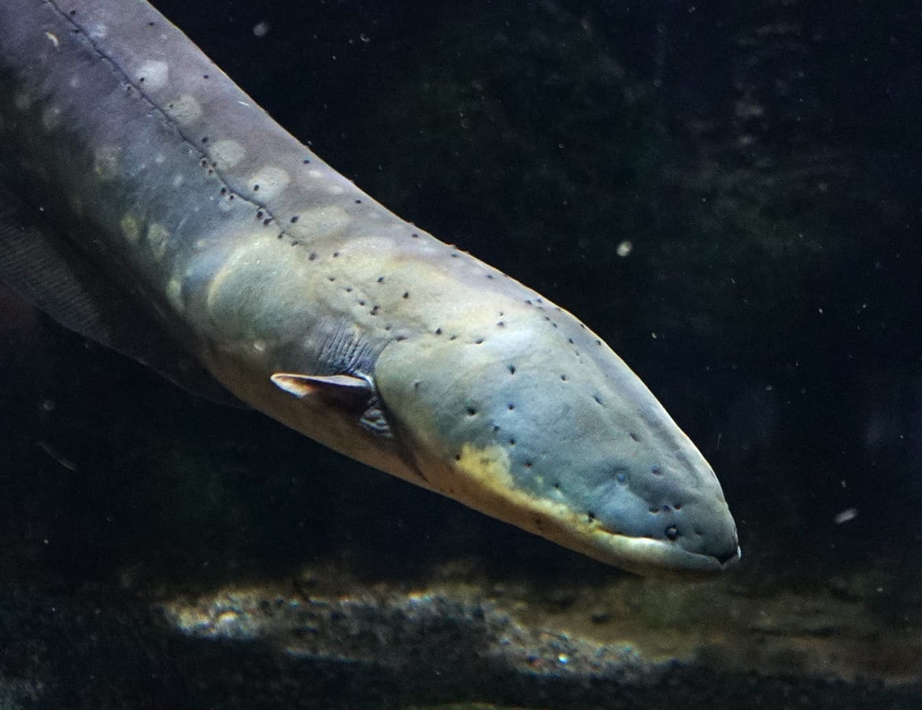 Electric Eel