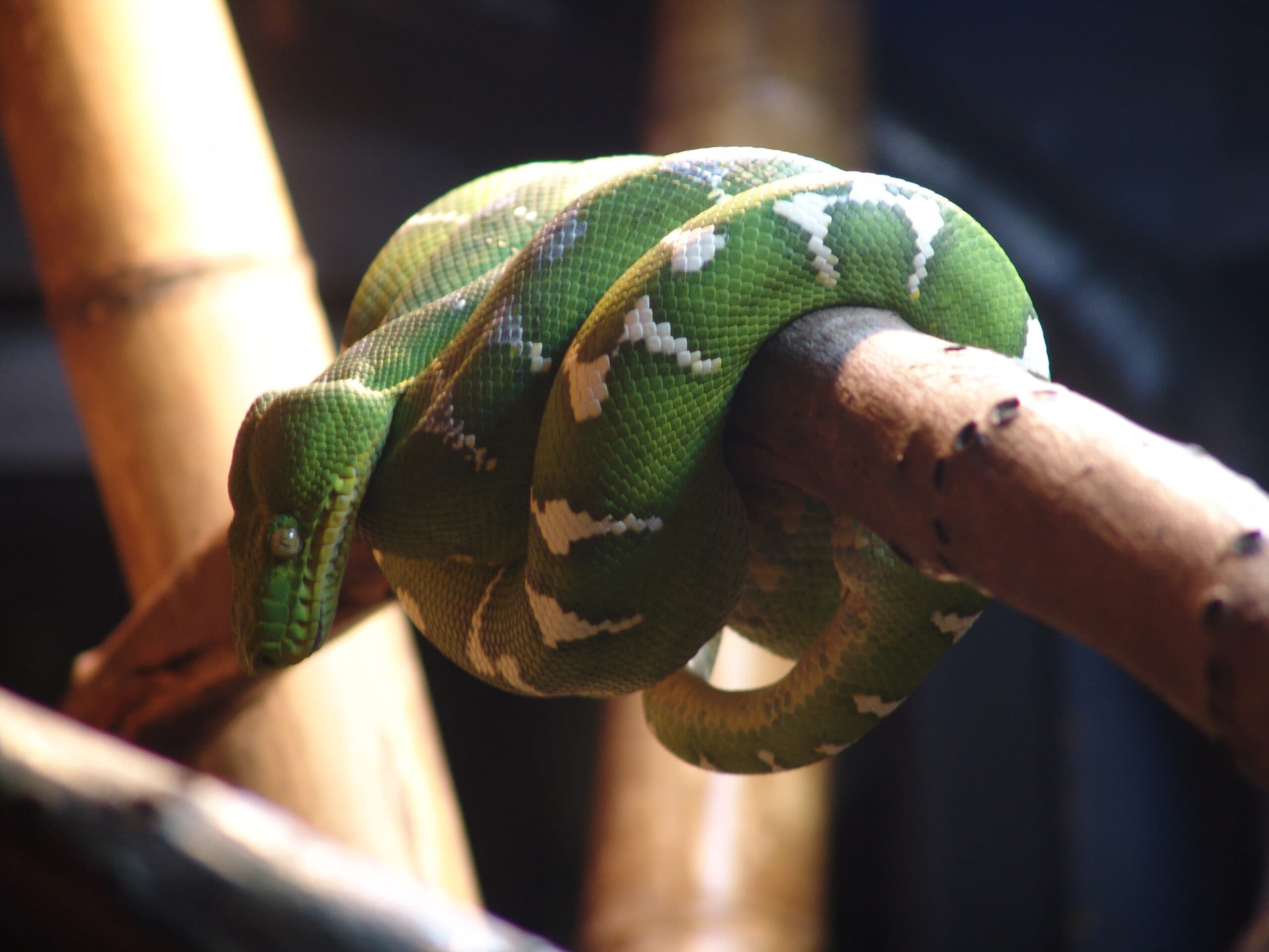 Emerald Tree Boa