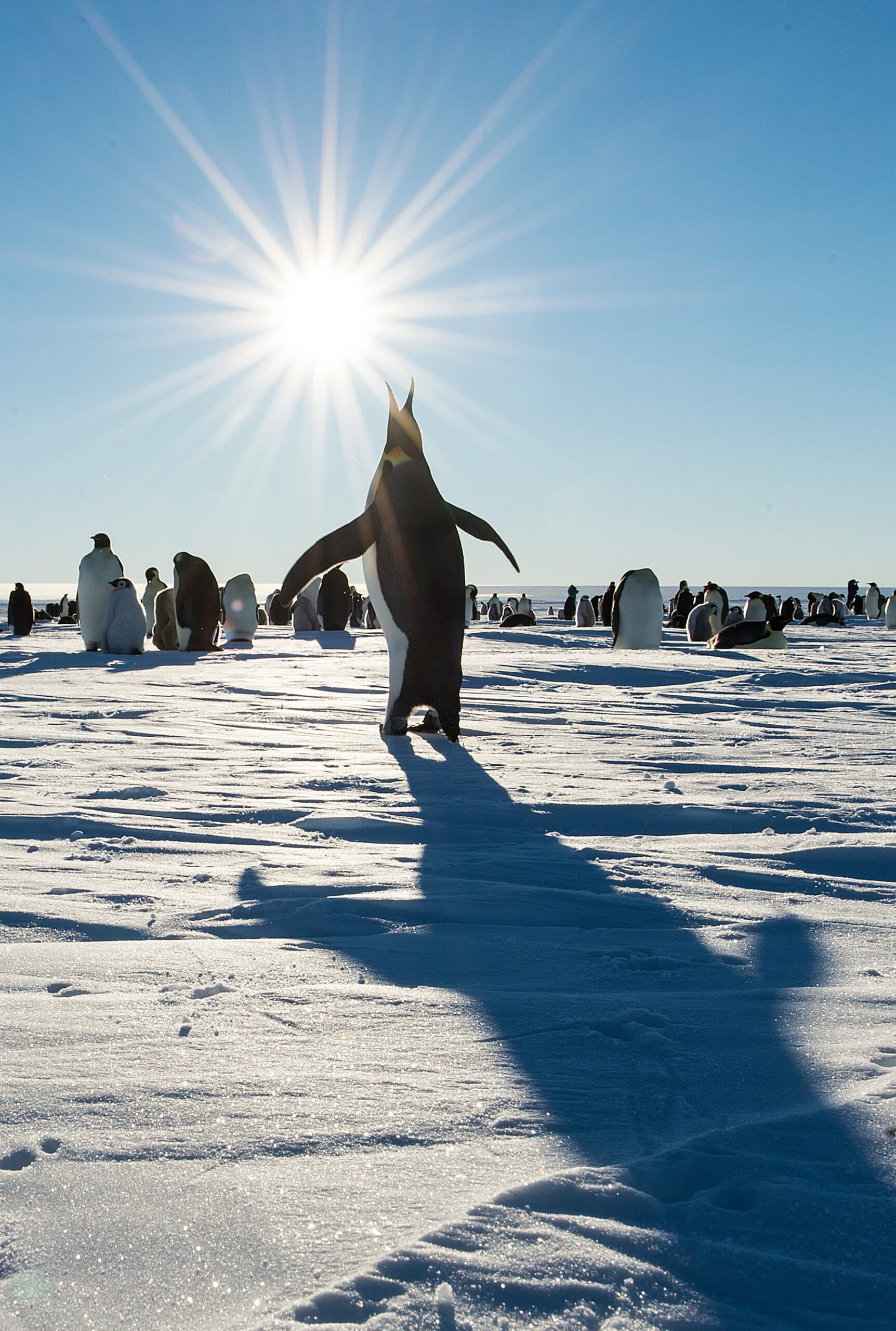 Emperor Penguin