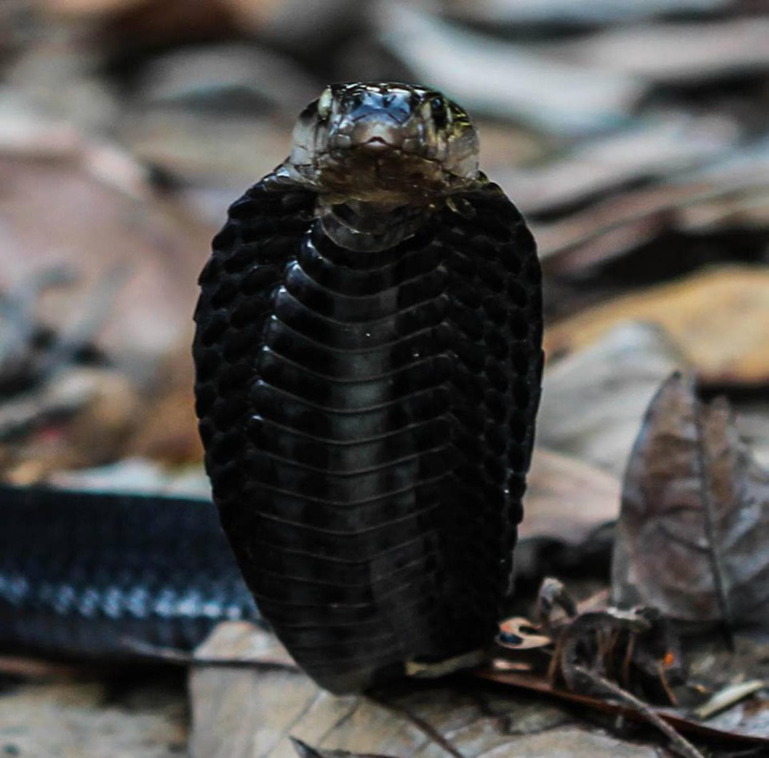 Equatorial Spitting Cobra