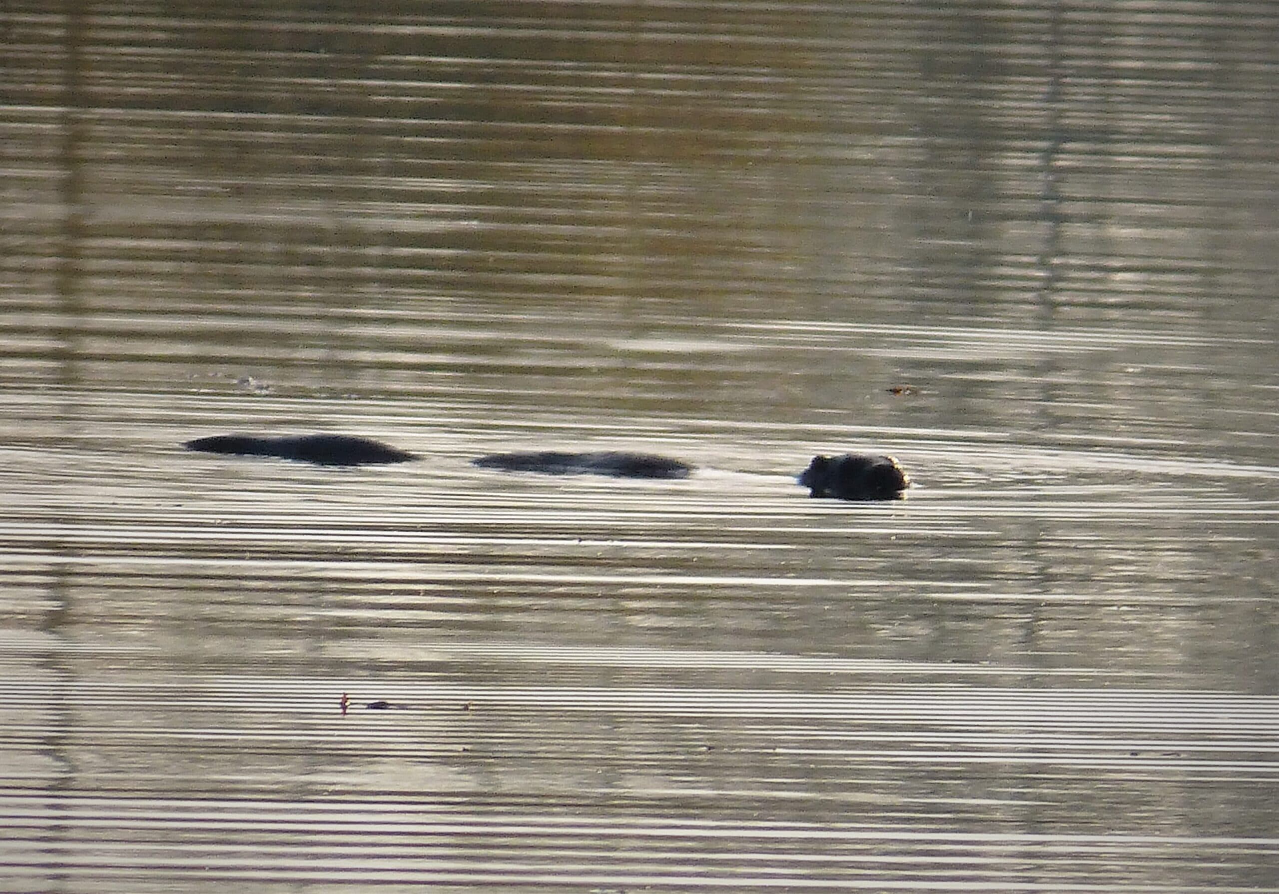 Eurasian Otter