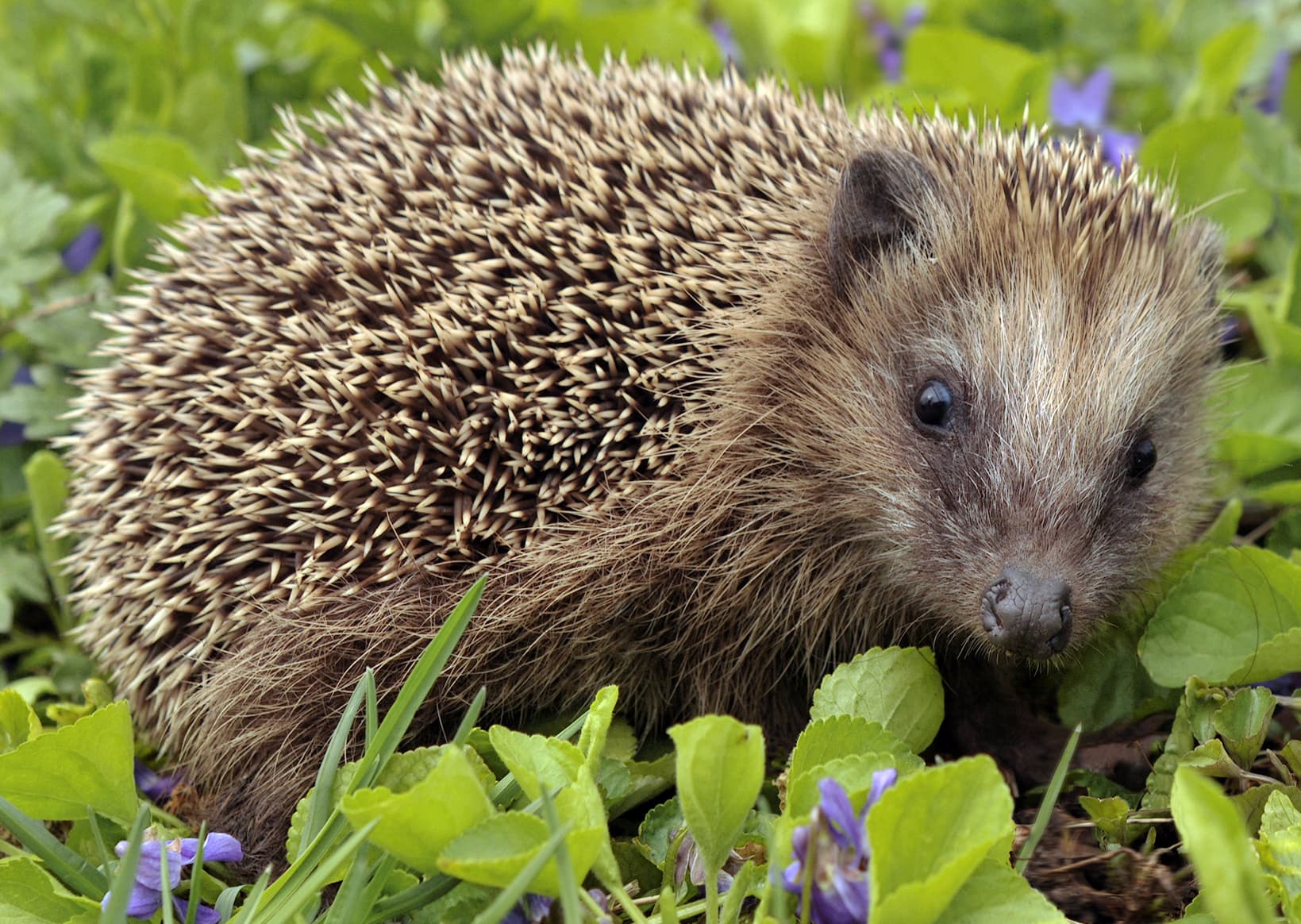 European Hedgehog