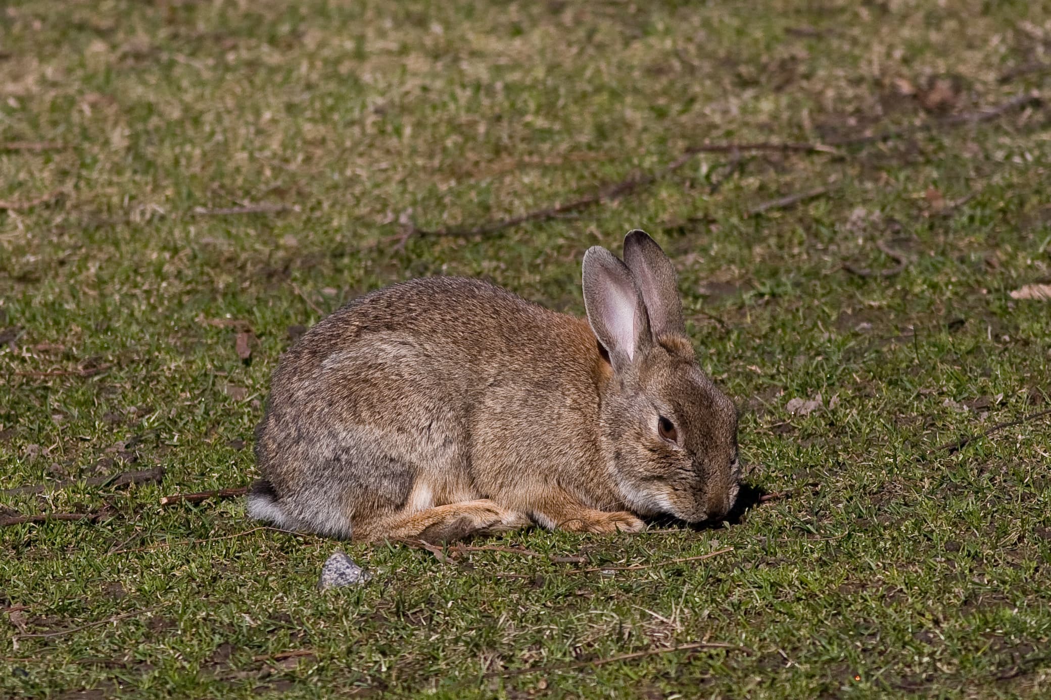 European Rabbit