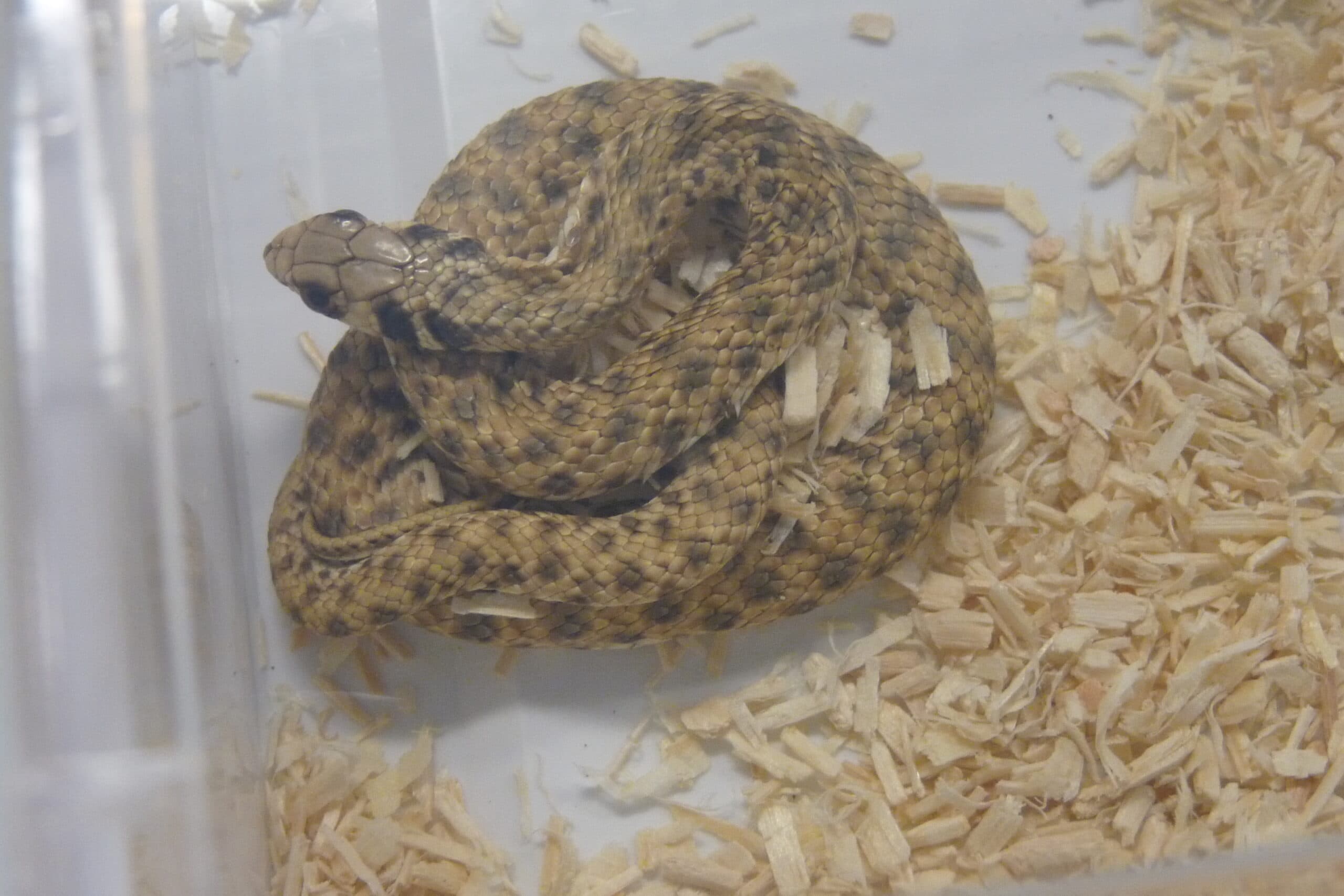 False Cobra