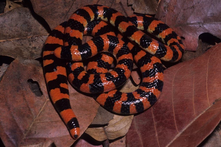 False Coral Snake