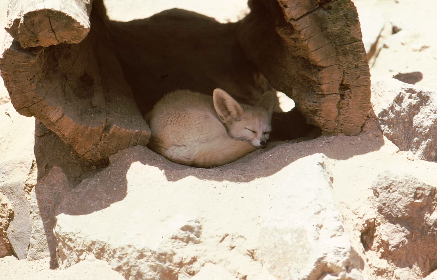 Fennec Fox