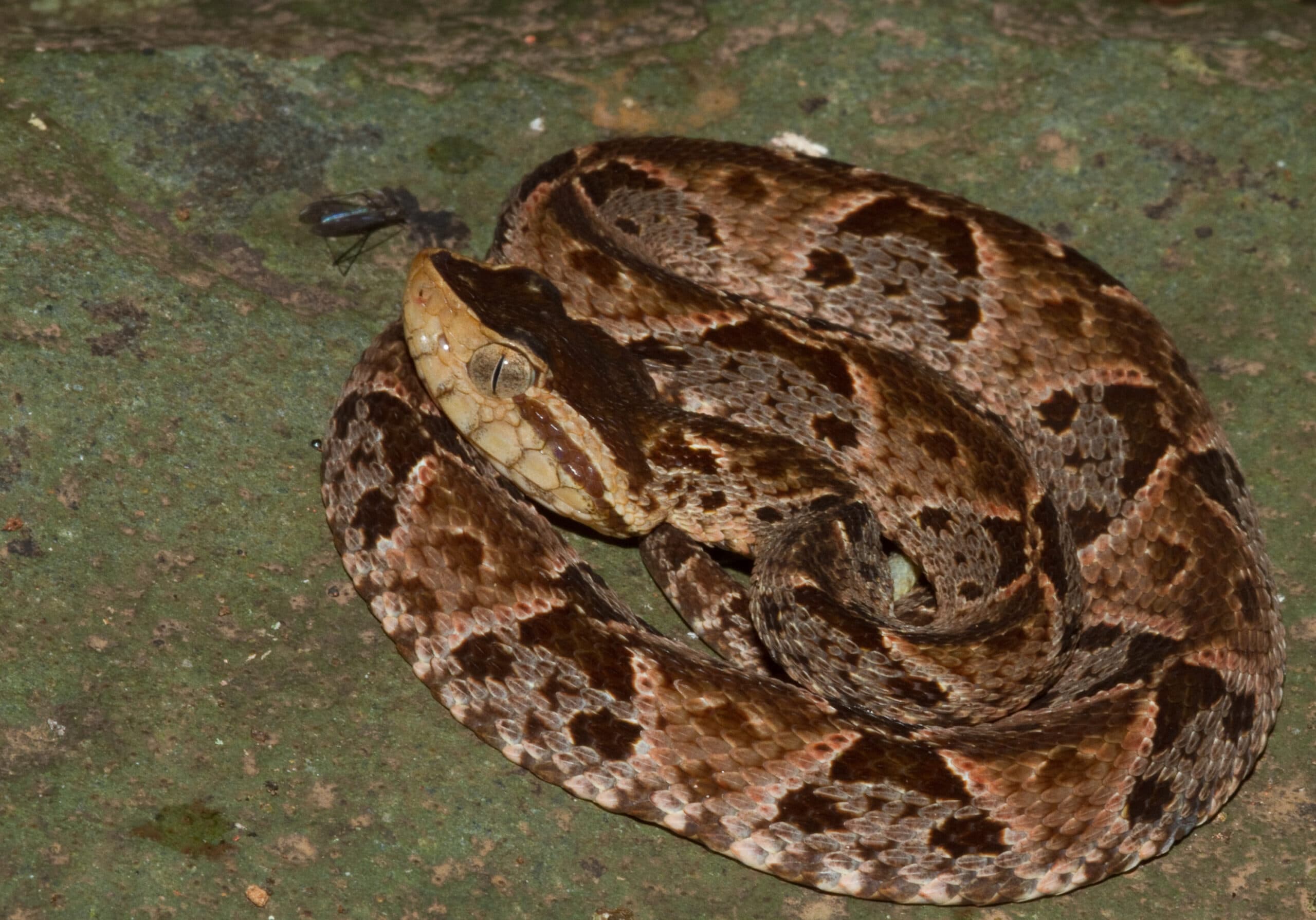 Bothrops asper coiled on leaf litter in Panama with dark triangular side markings