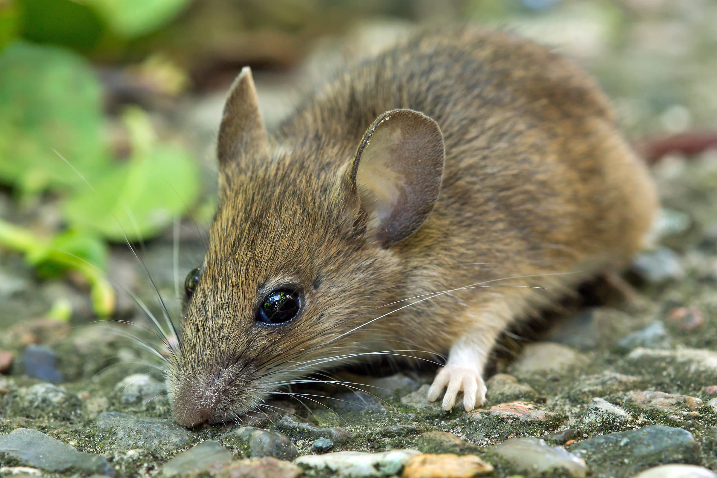 Field Mouse