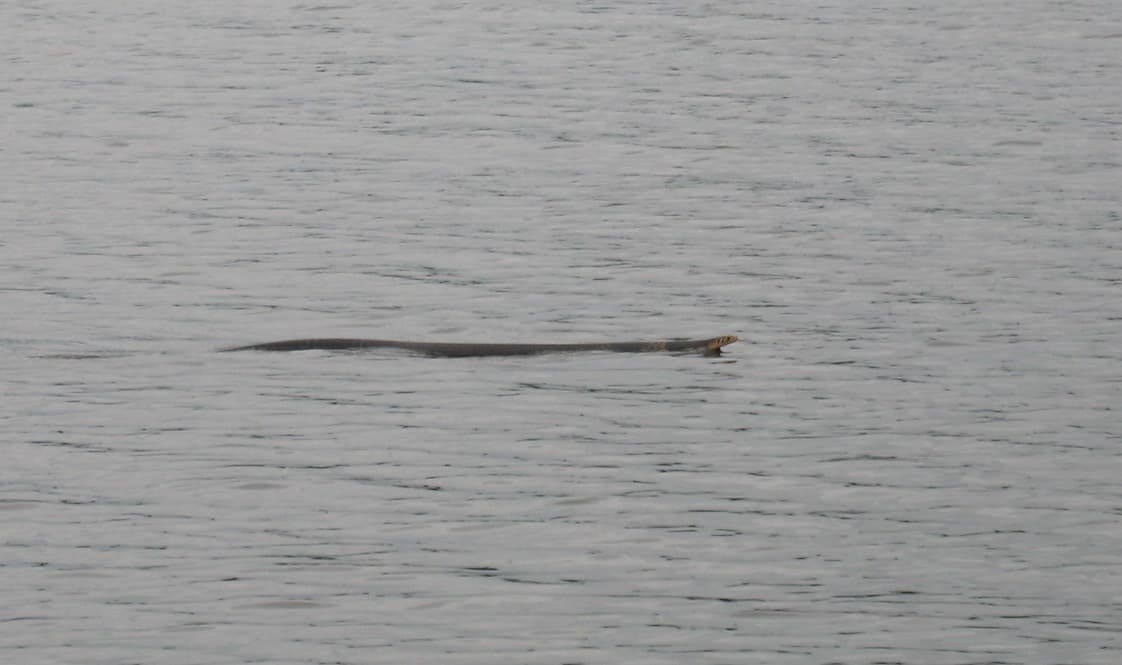 Forest Cobra