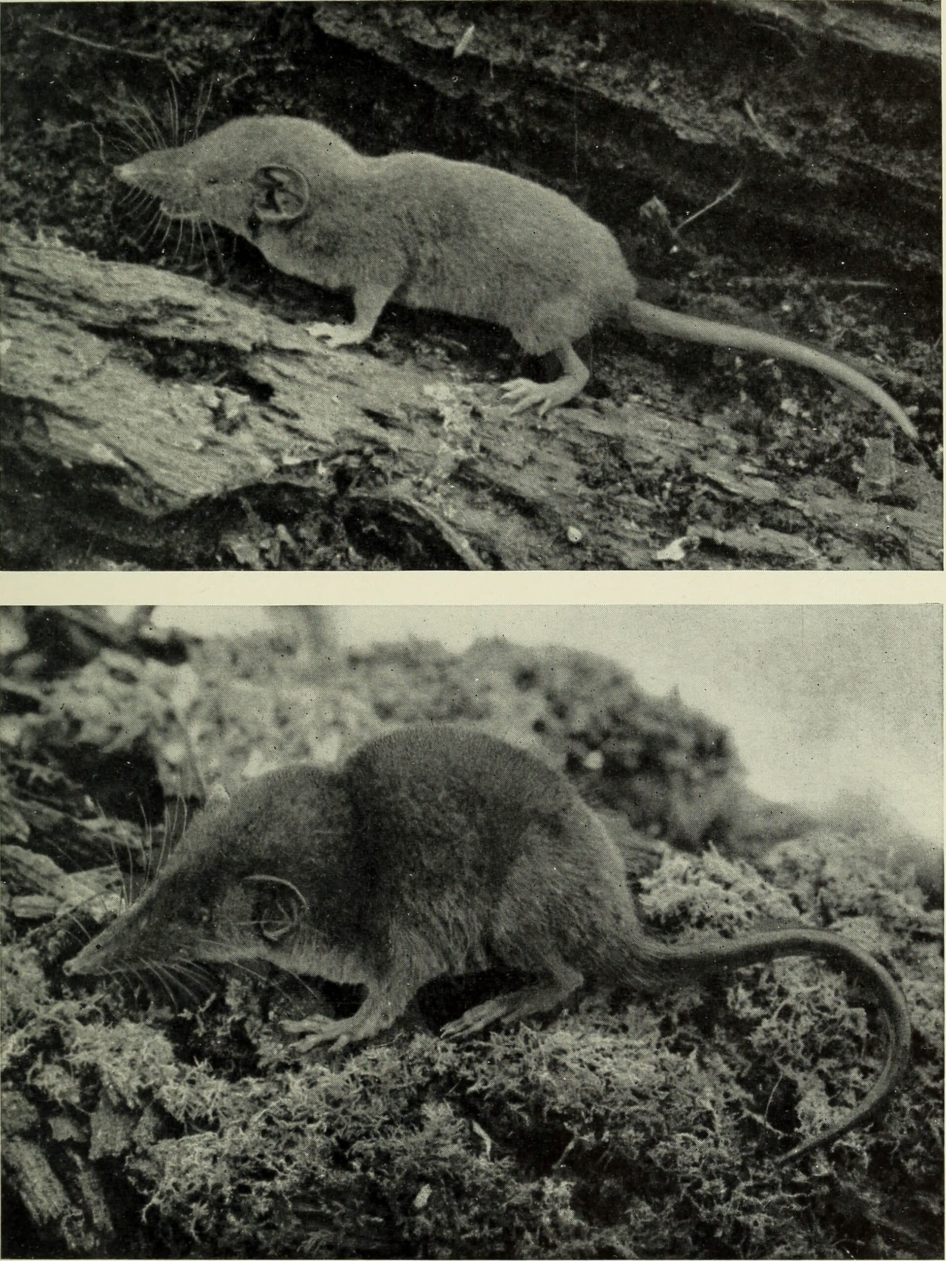 Forest Shrew