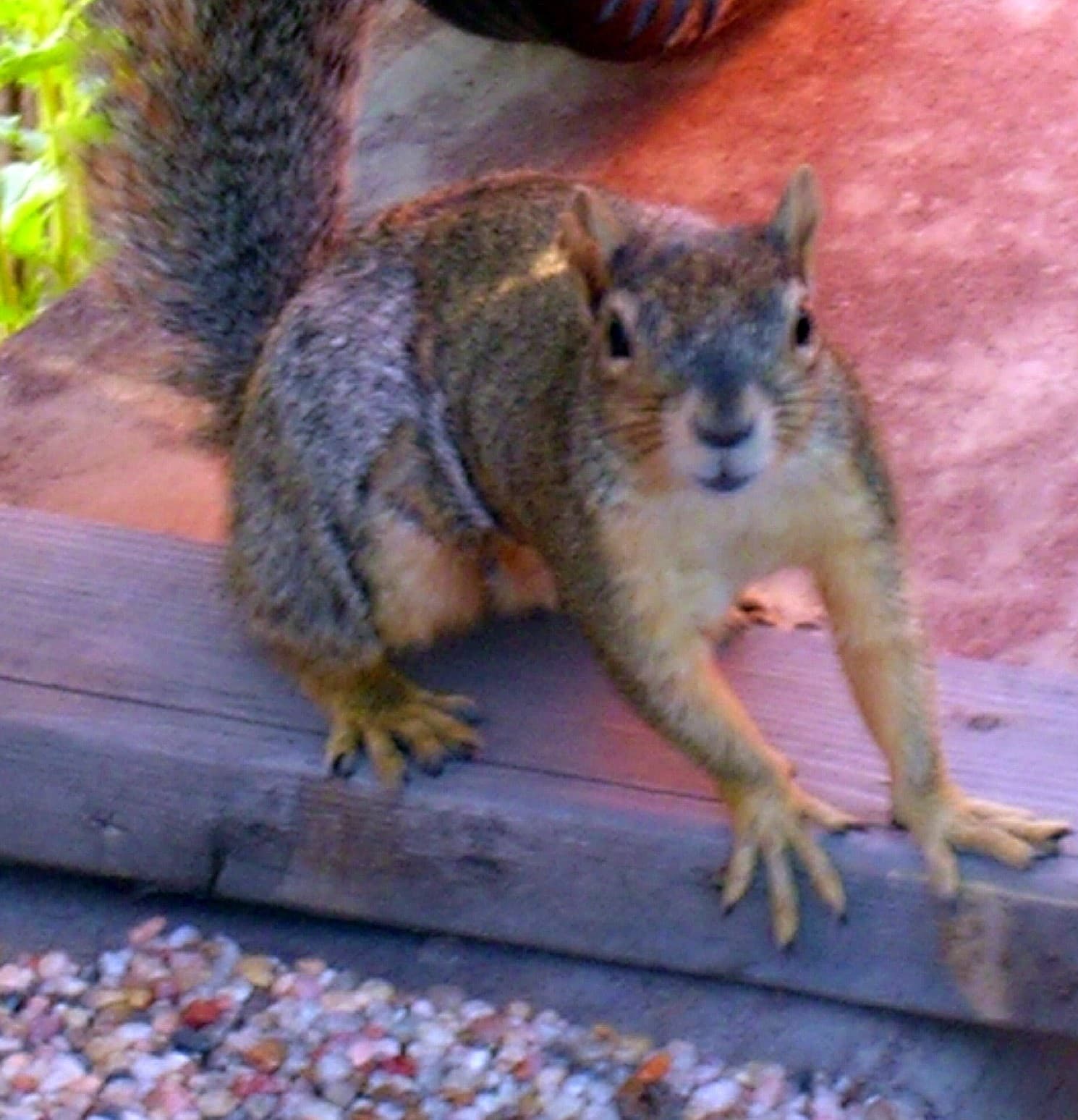 Fox Squirrel