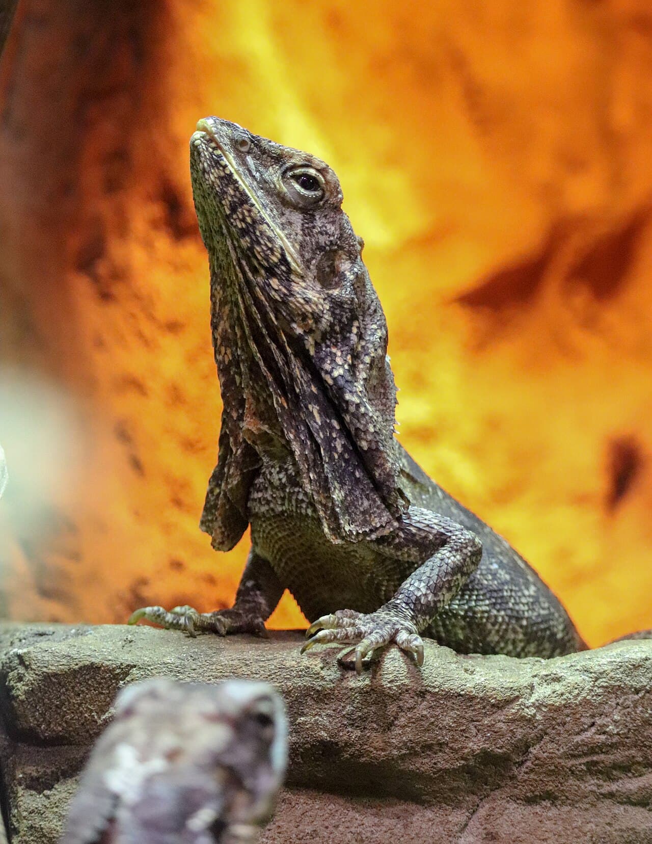 Frilled Lizard