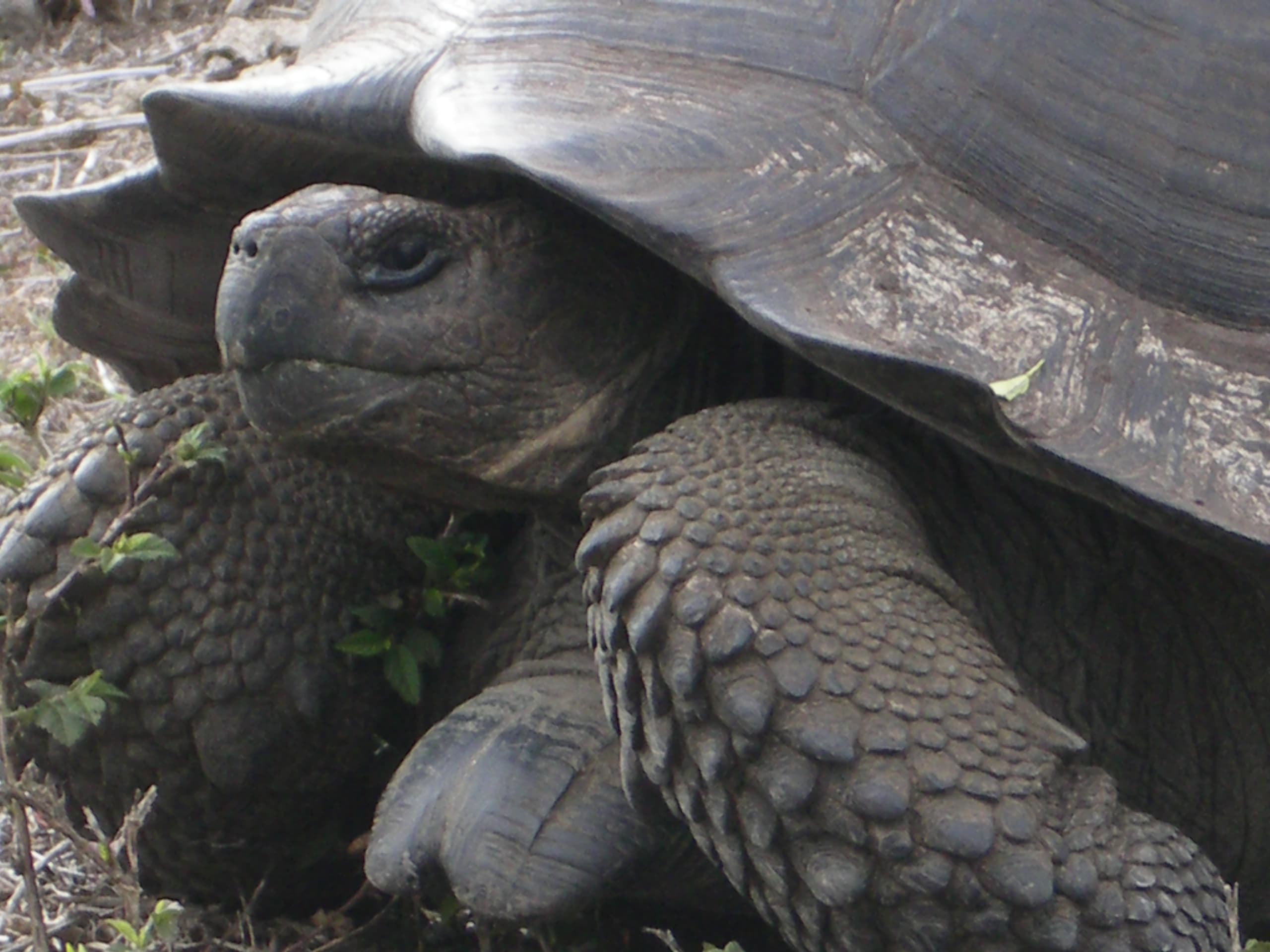 Galápagos Giant Tortoise