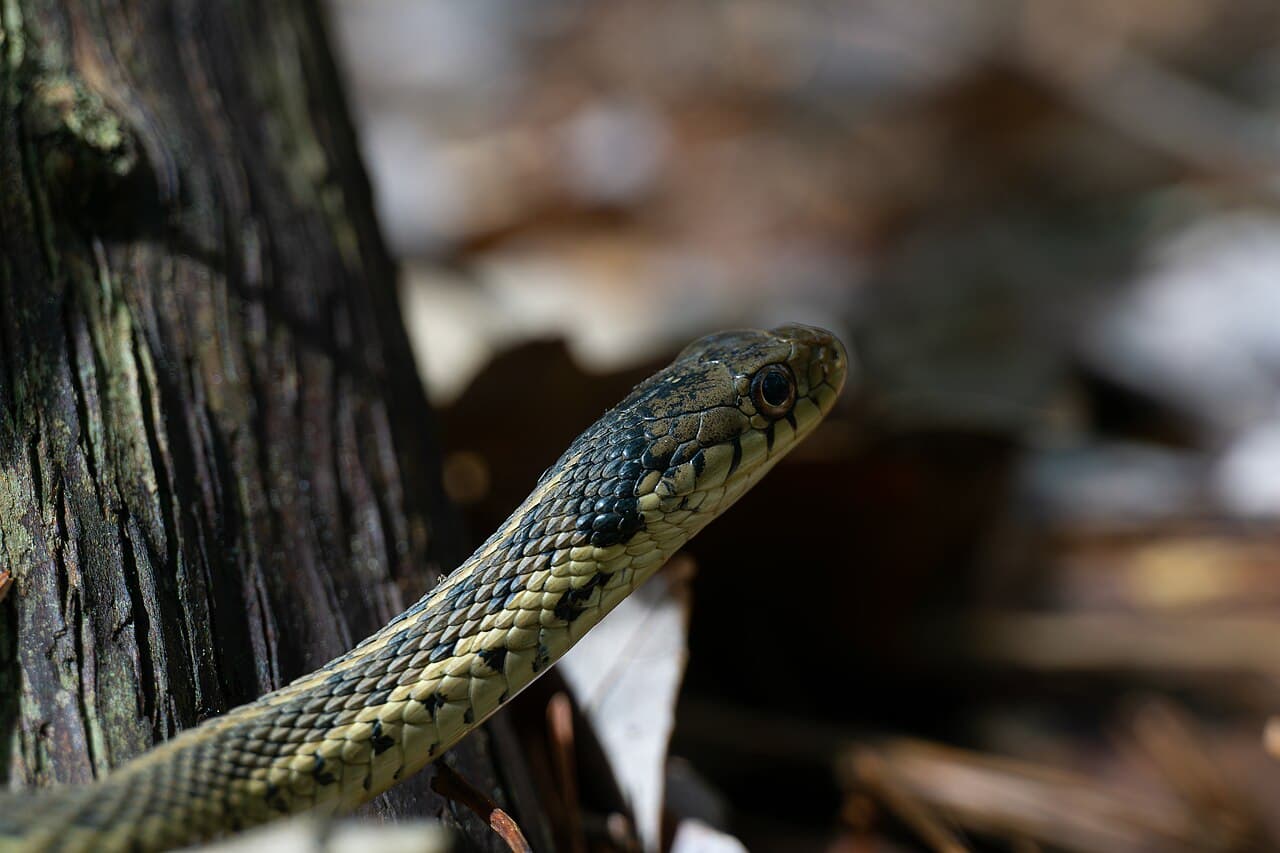 Garter Snake