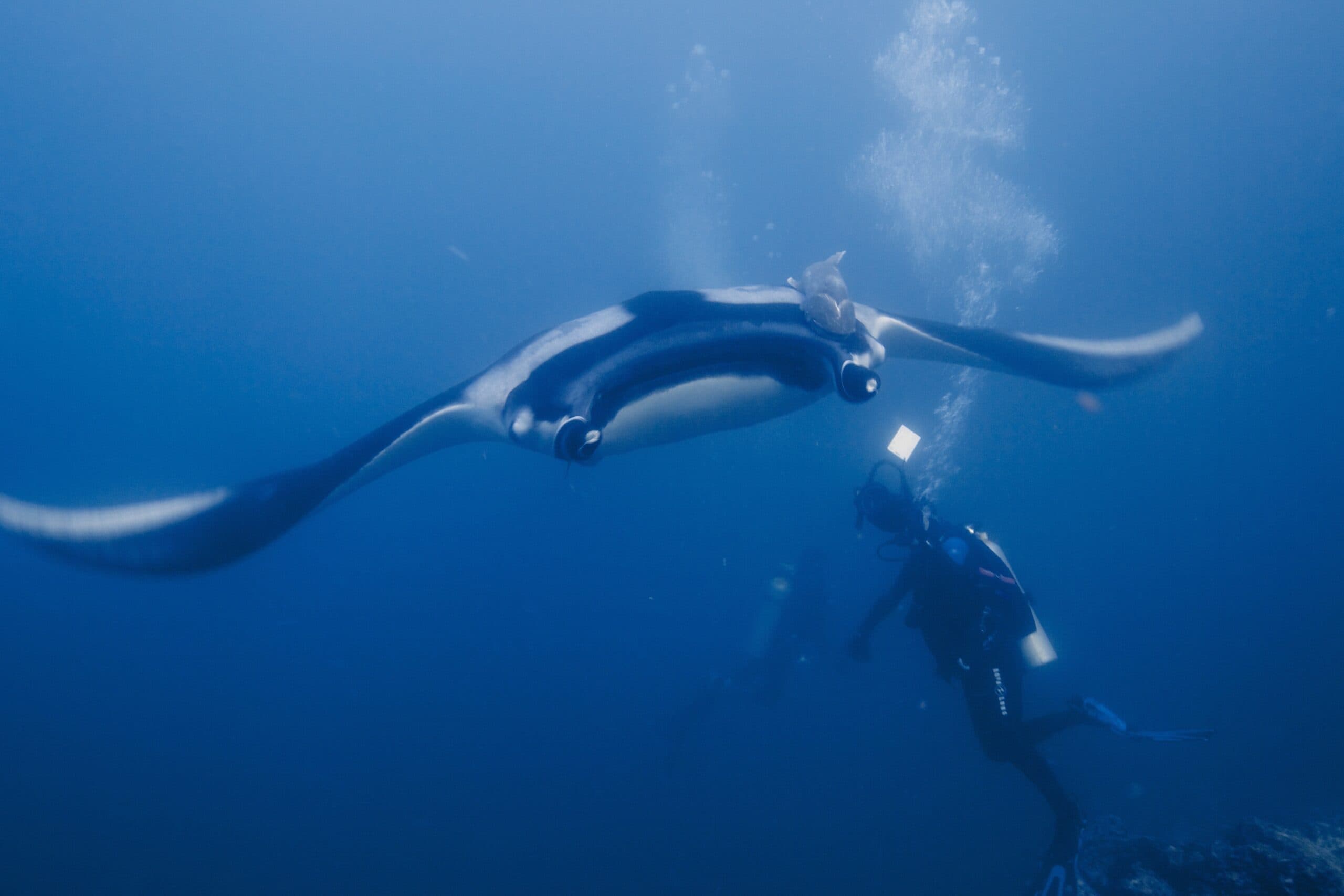 Giant Oceanic Manta Ray
