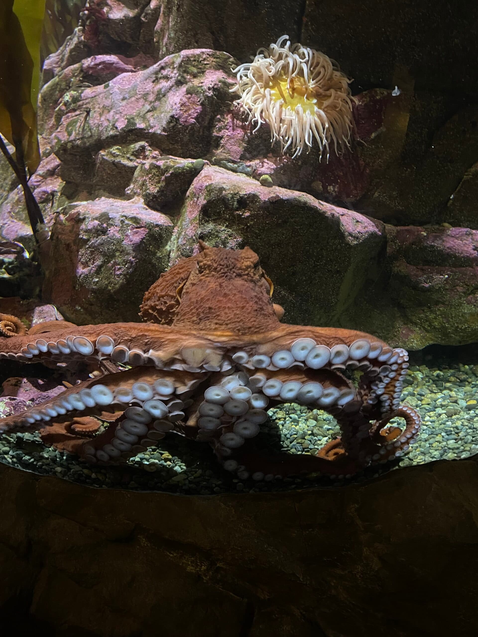 Giant Pacific Octopus
