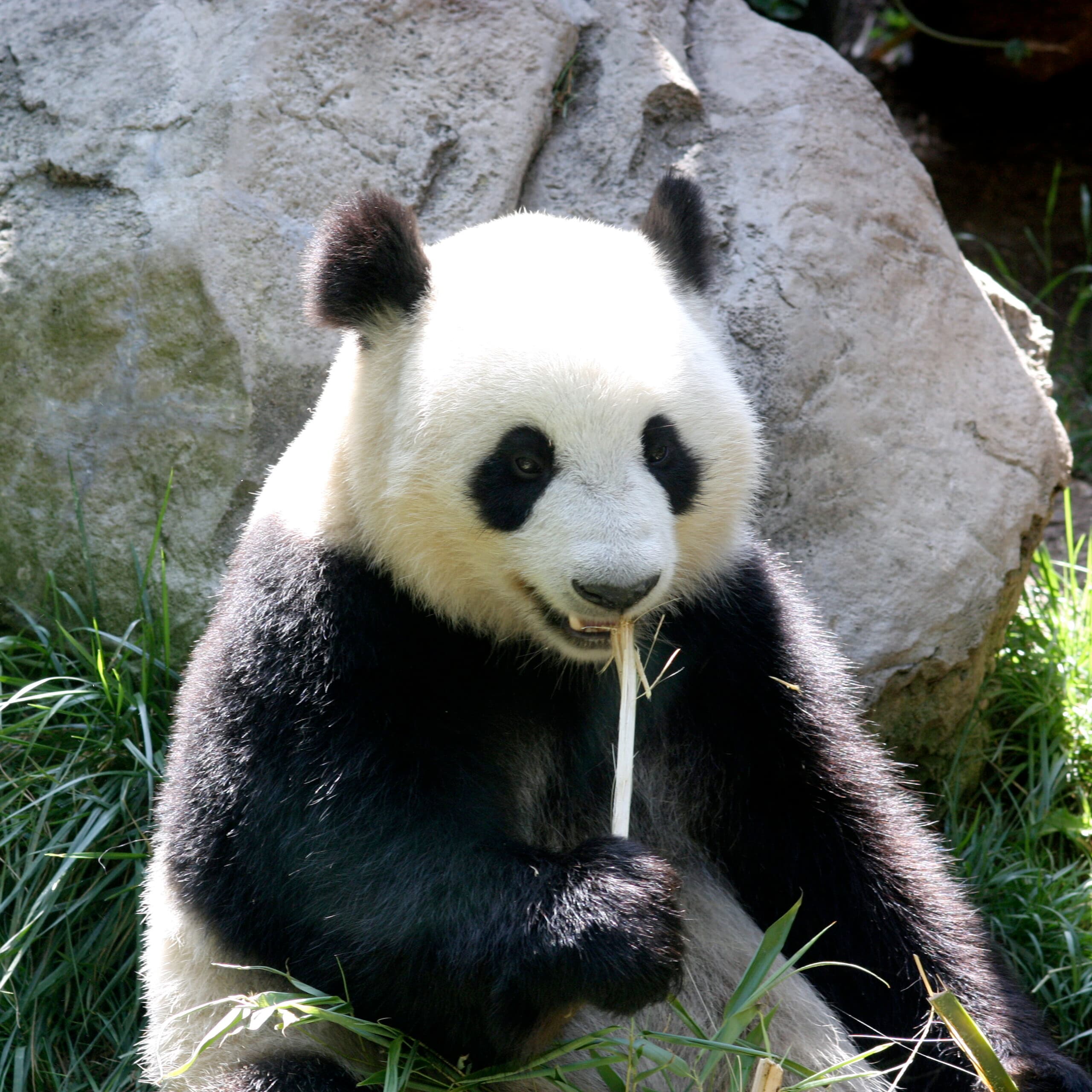 Giant Panda