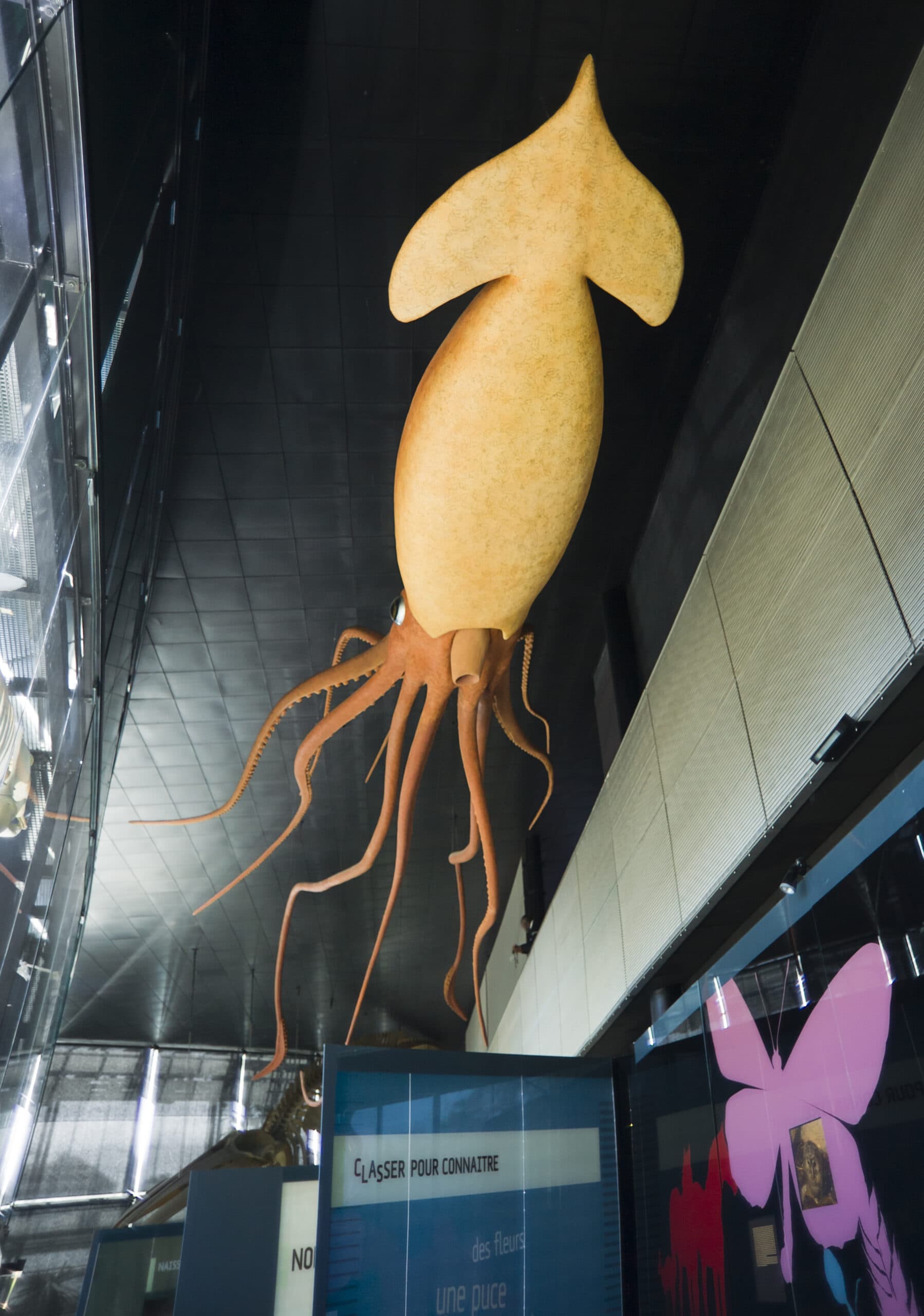 Giant Squid