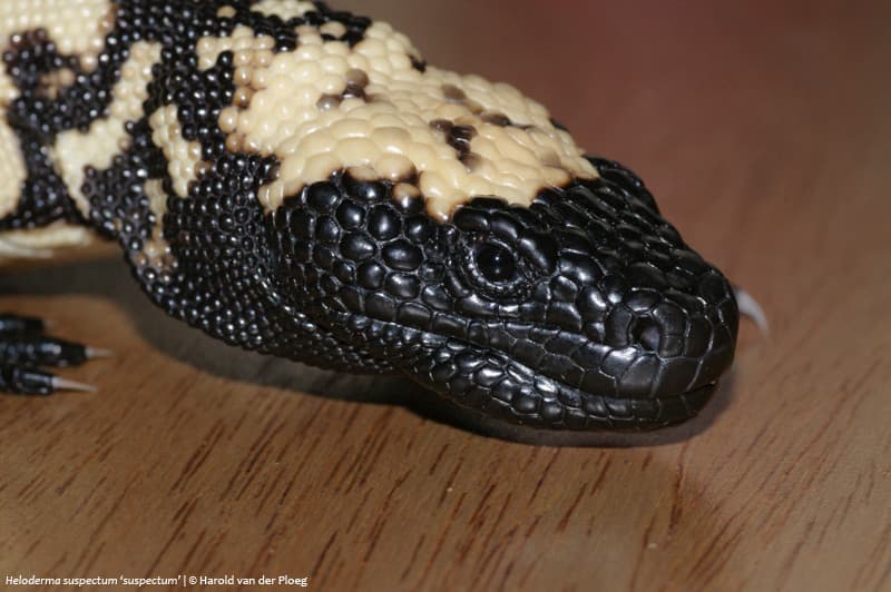 Gila Monster