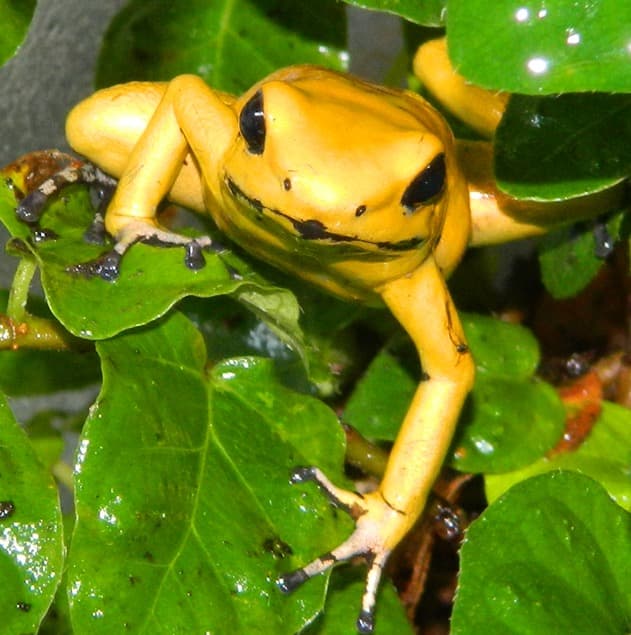 Golden Poison Frog