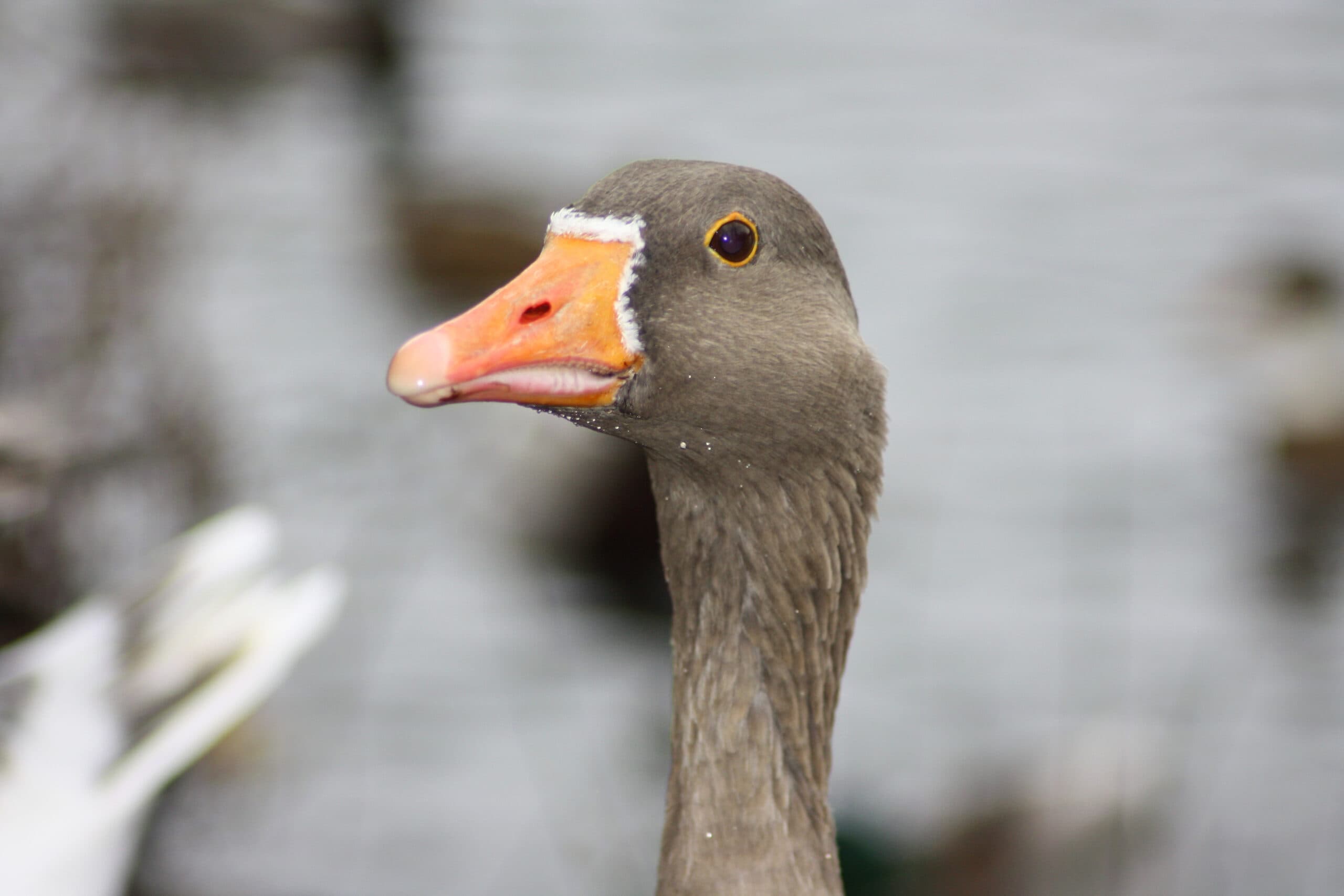Goose