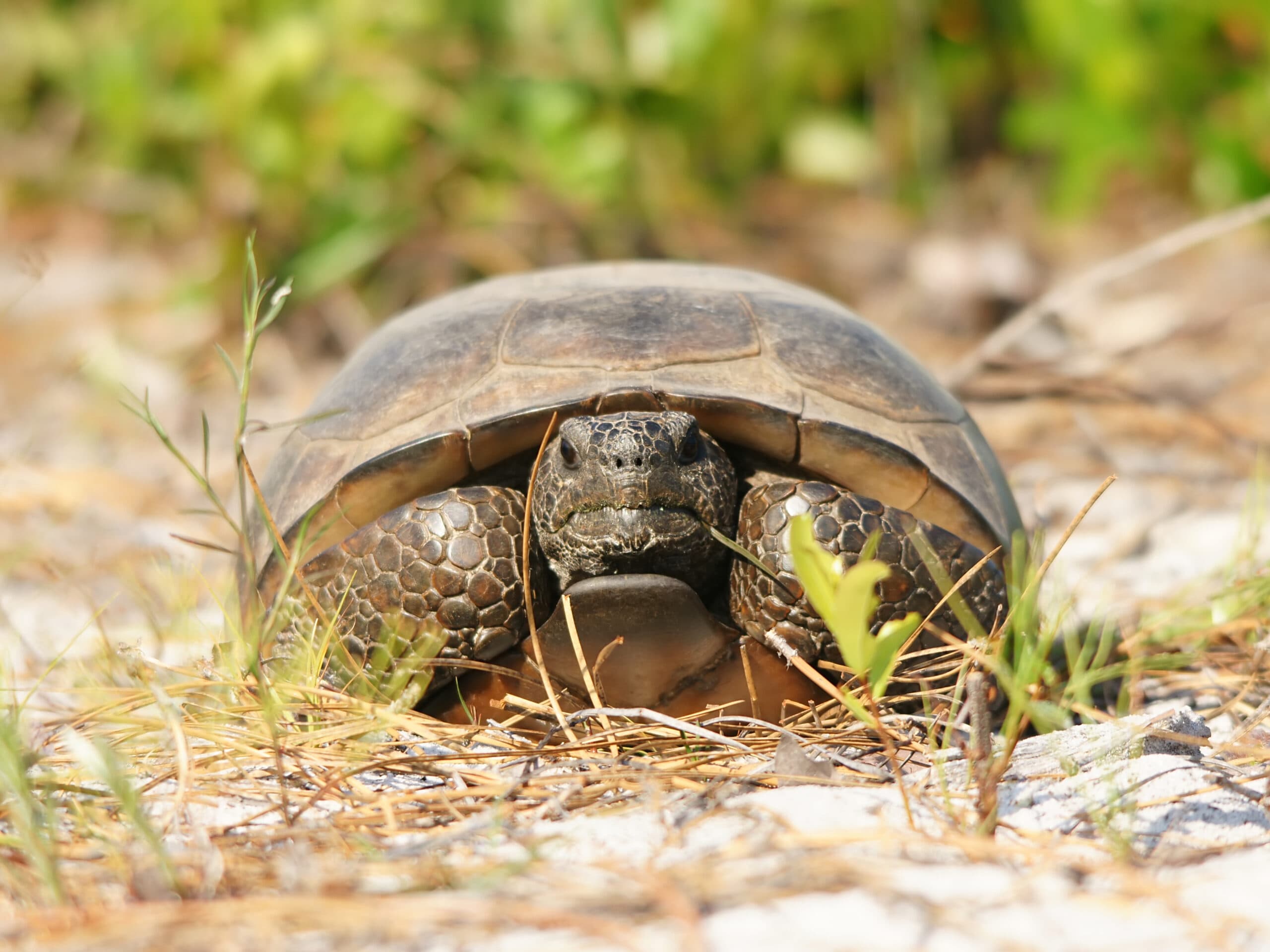 Gopher Tortoise