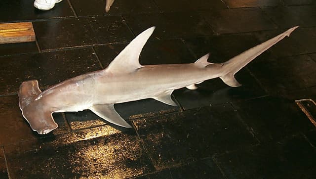 Great Hammerhead Shark