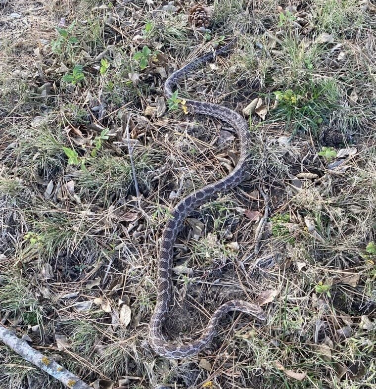 Great Plains Rat Snake