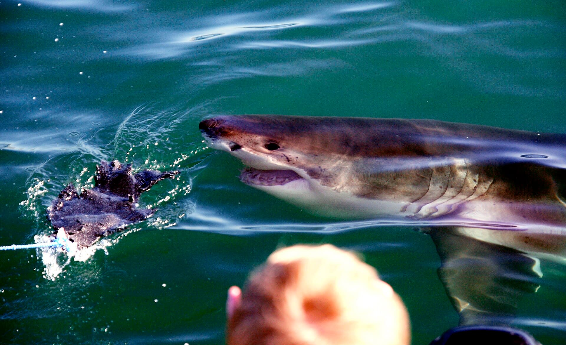 Great White Shark
