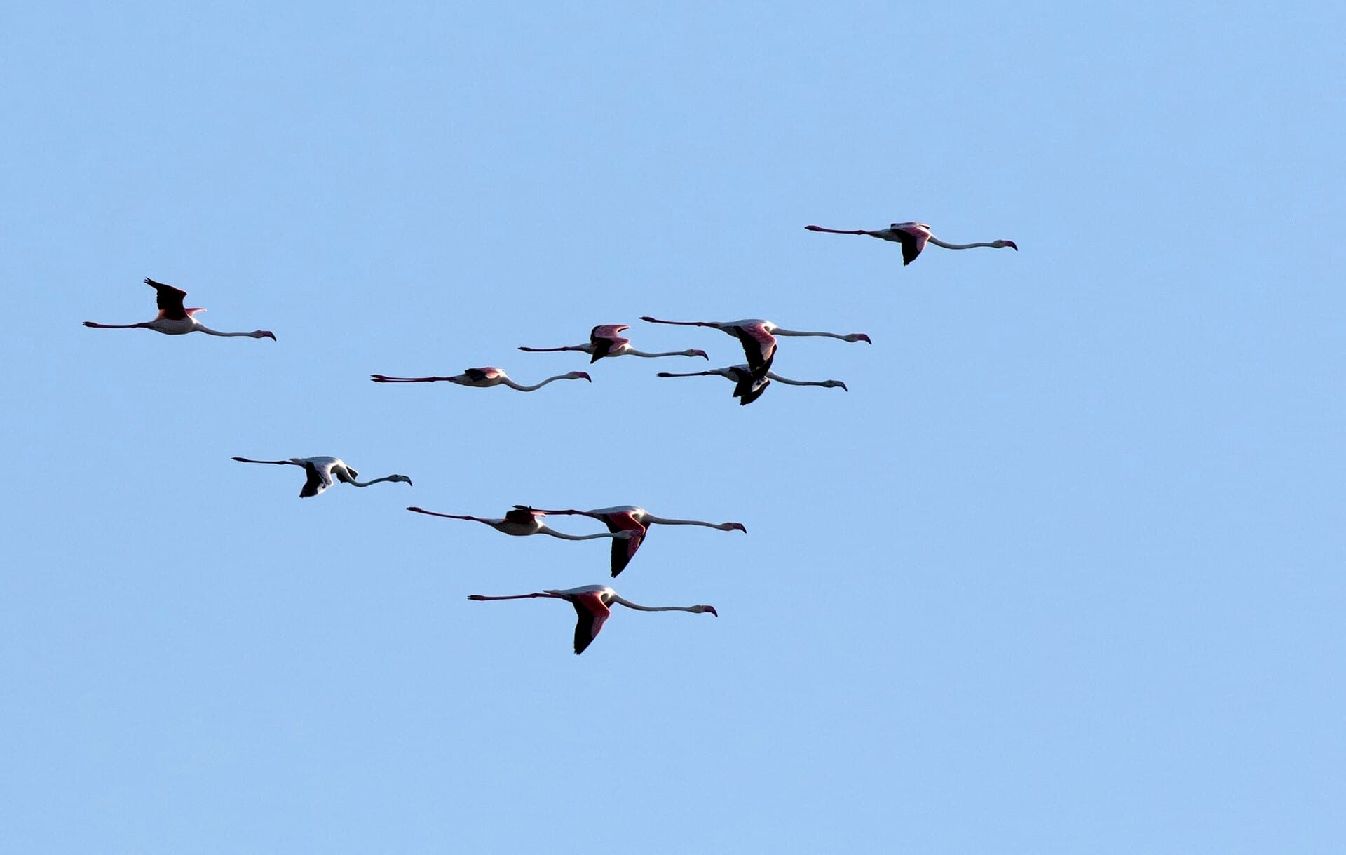 Greater Flamingo