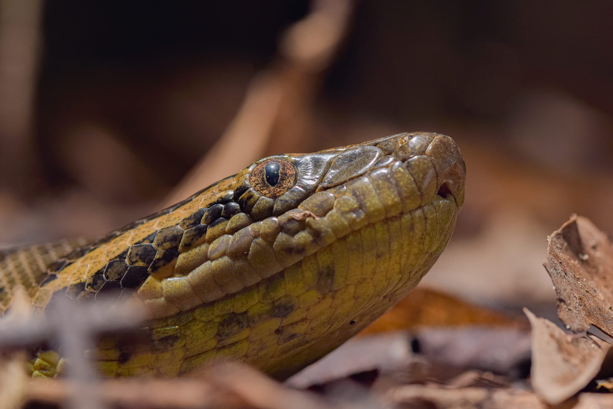 Green Anaconda
