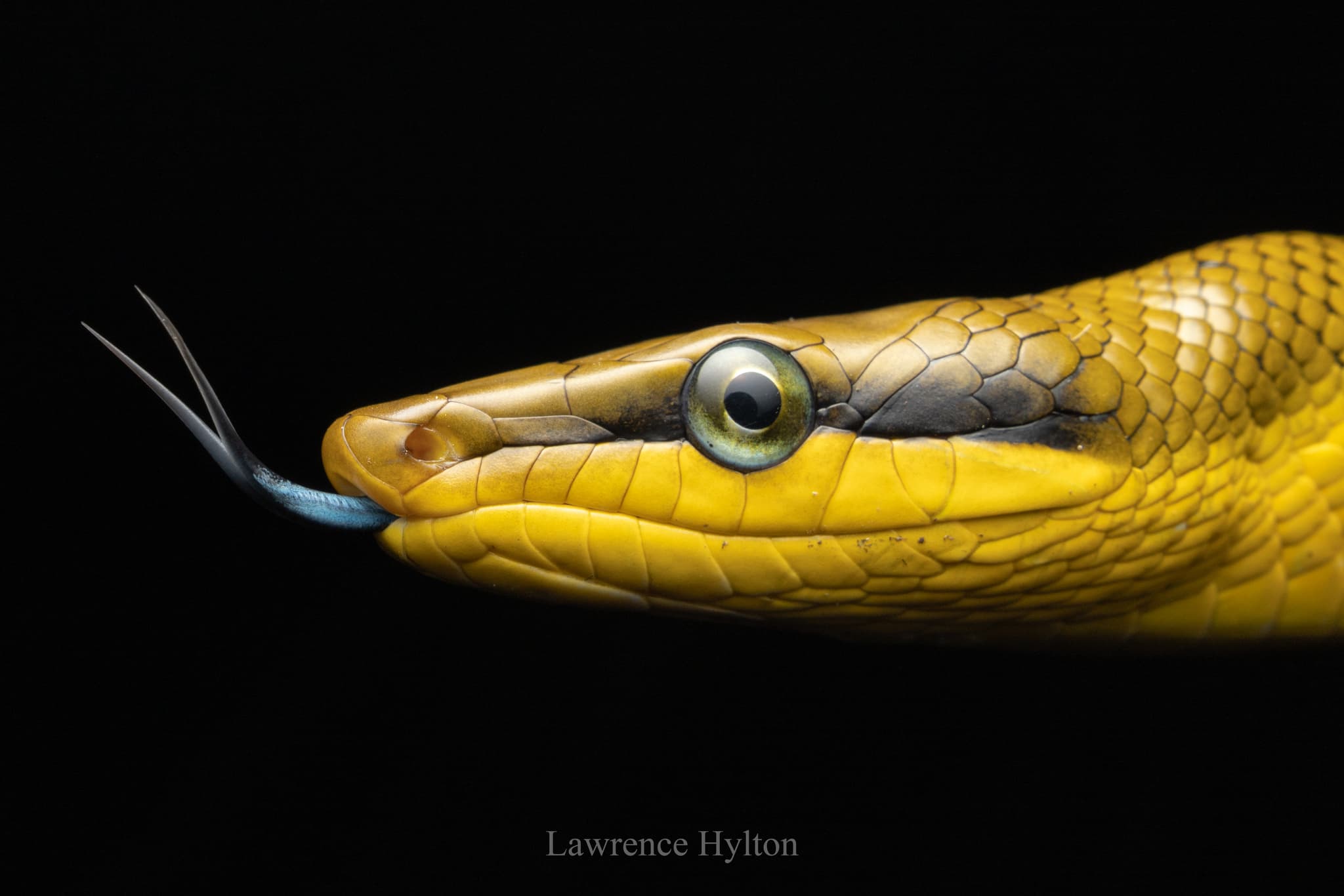 Green Rat Snake