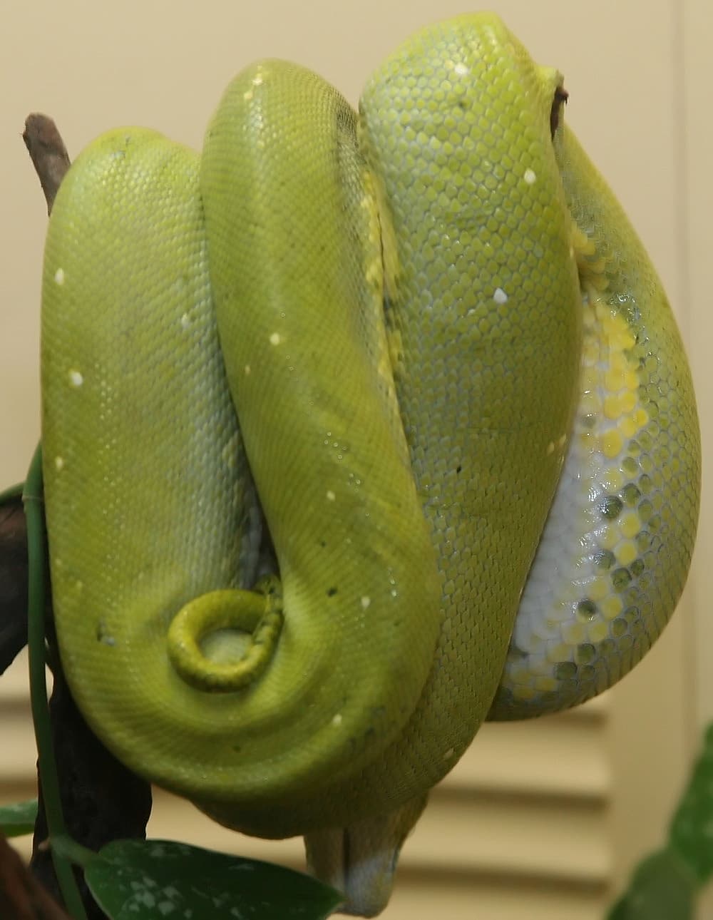 Green Tree Python