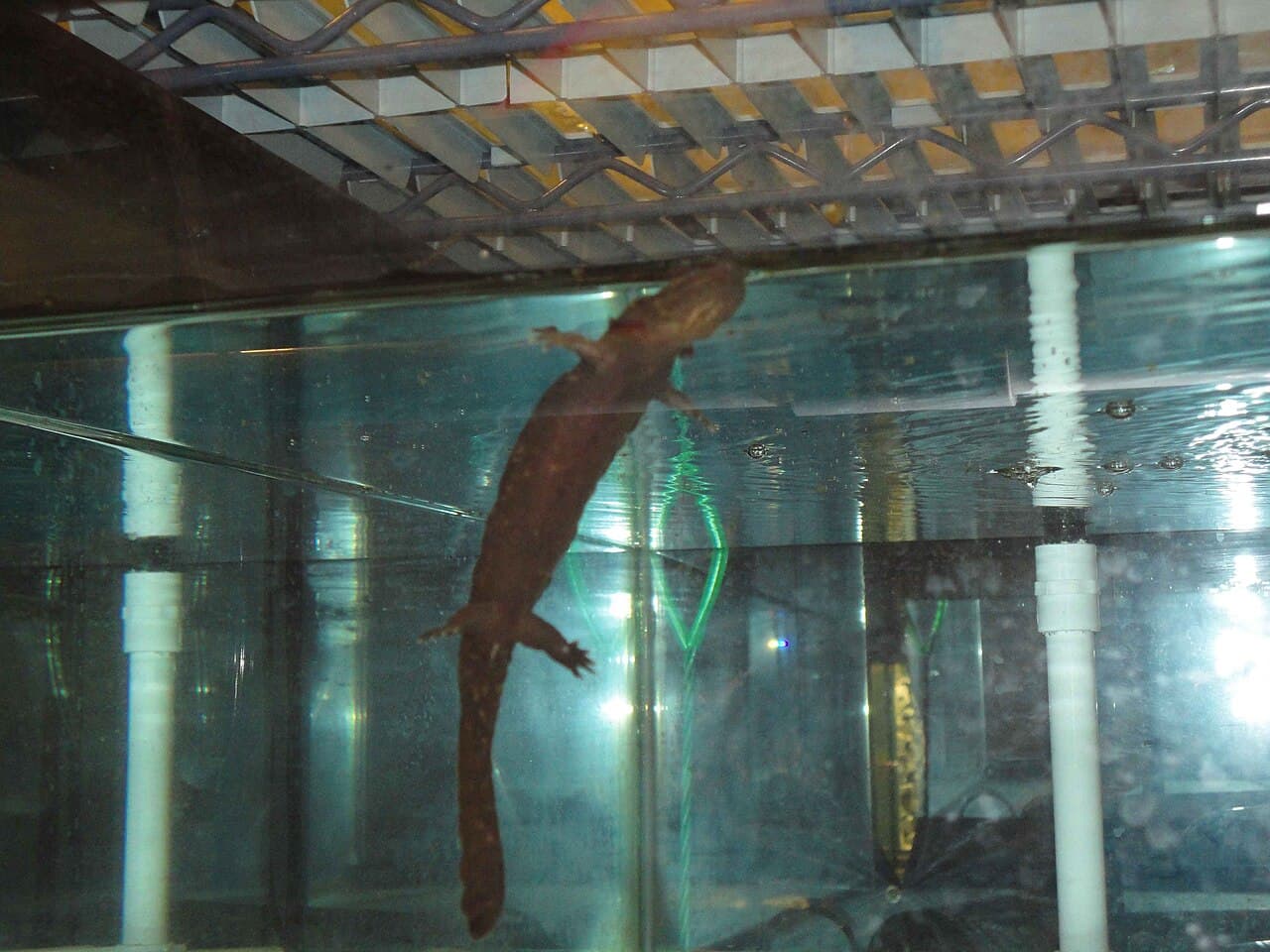 Hellbender
