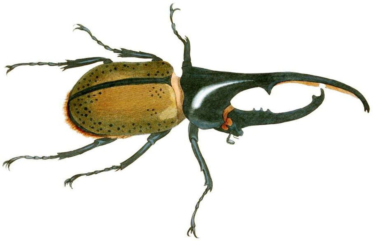 Hercules Beetle