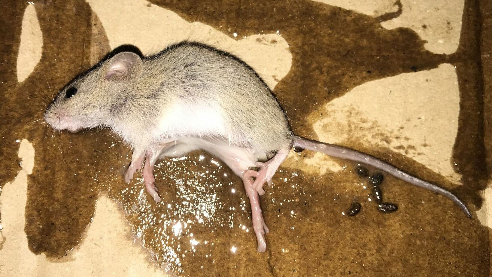 Himalayan Field Mouse